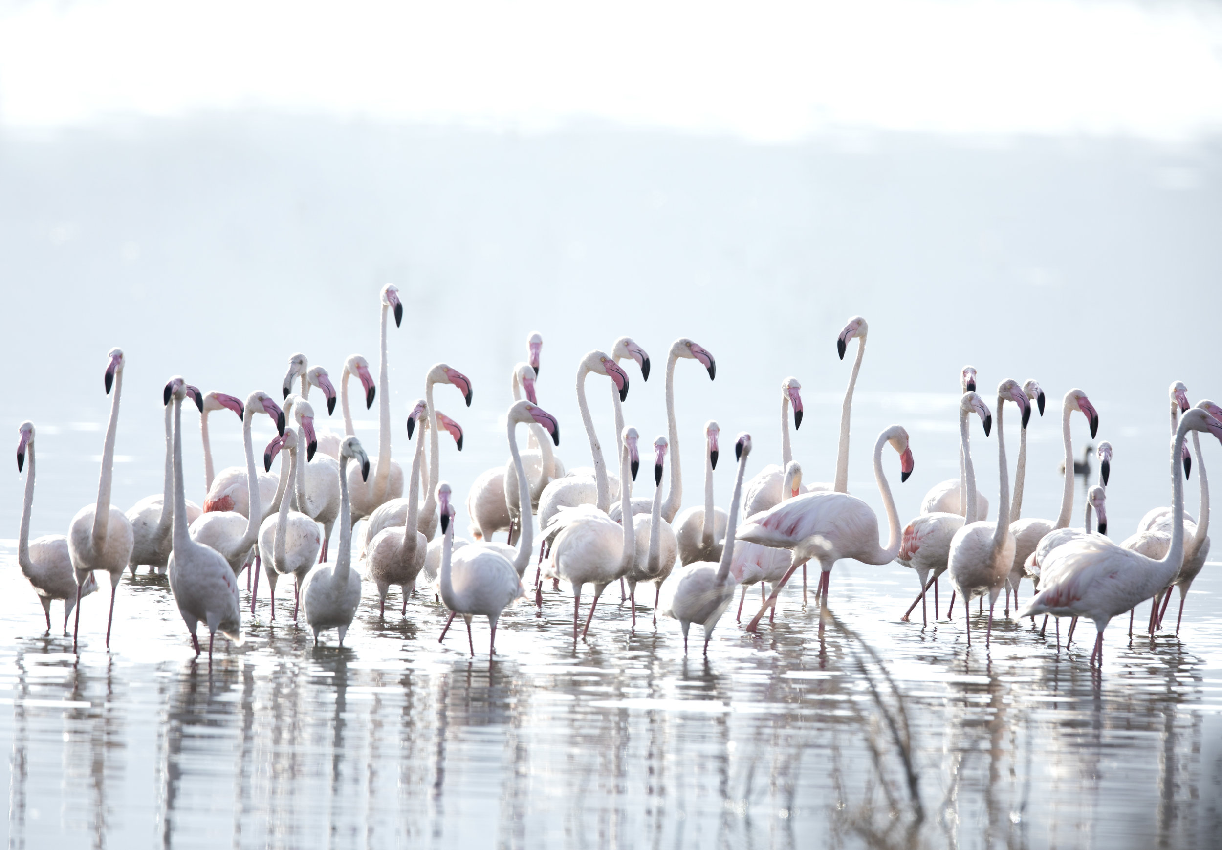 Flamingos_3041.jpg
