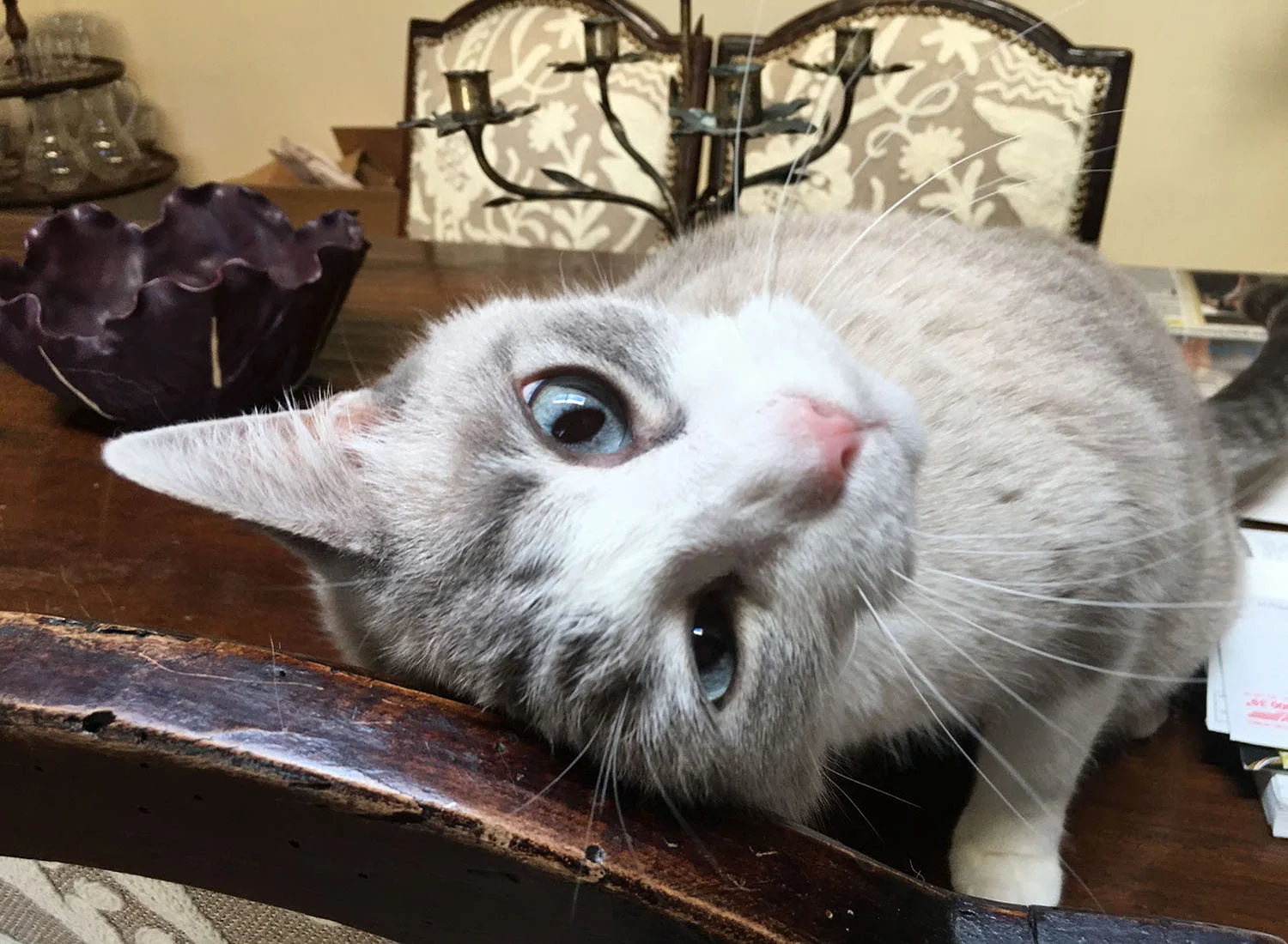cat-rubing-head-on-chair.jpg