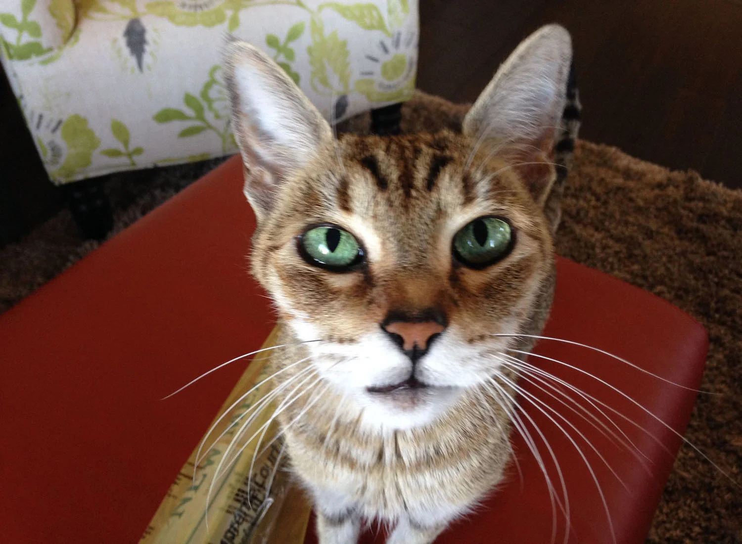 cat-closeup.jpg