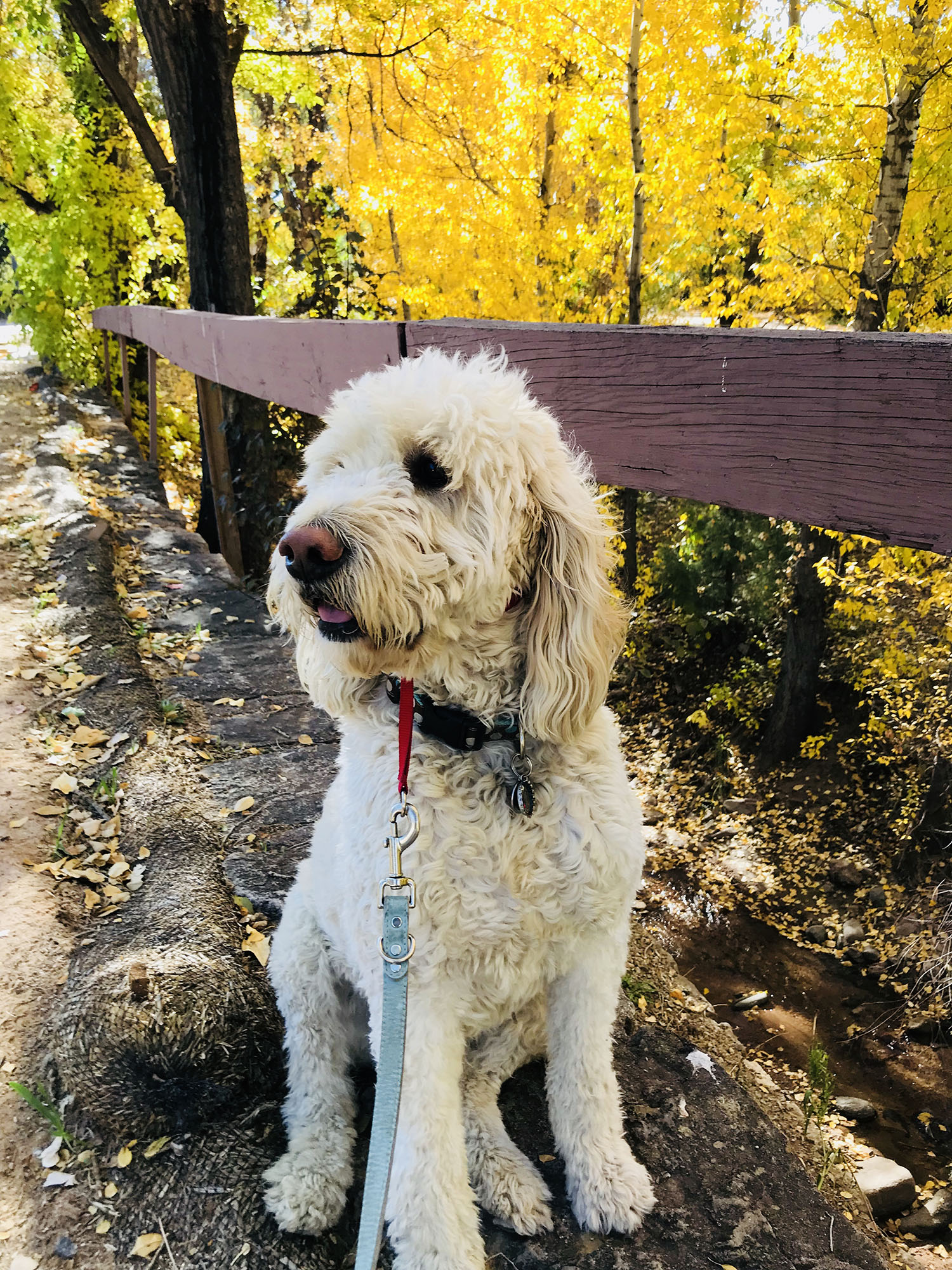 goldendoodle-in-fall.jpg