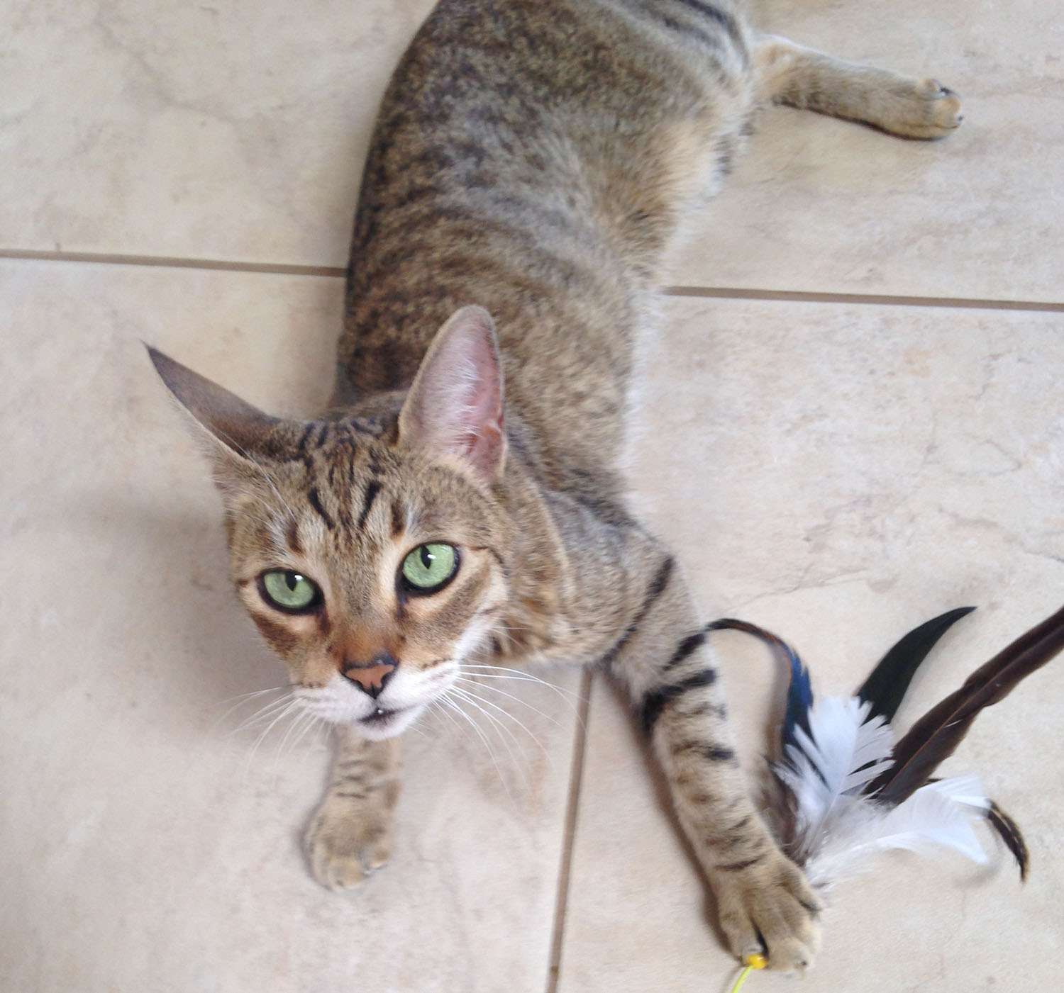 cat-playing-feather-toy.jpg