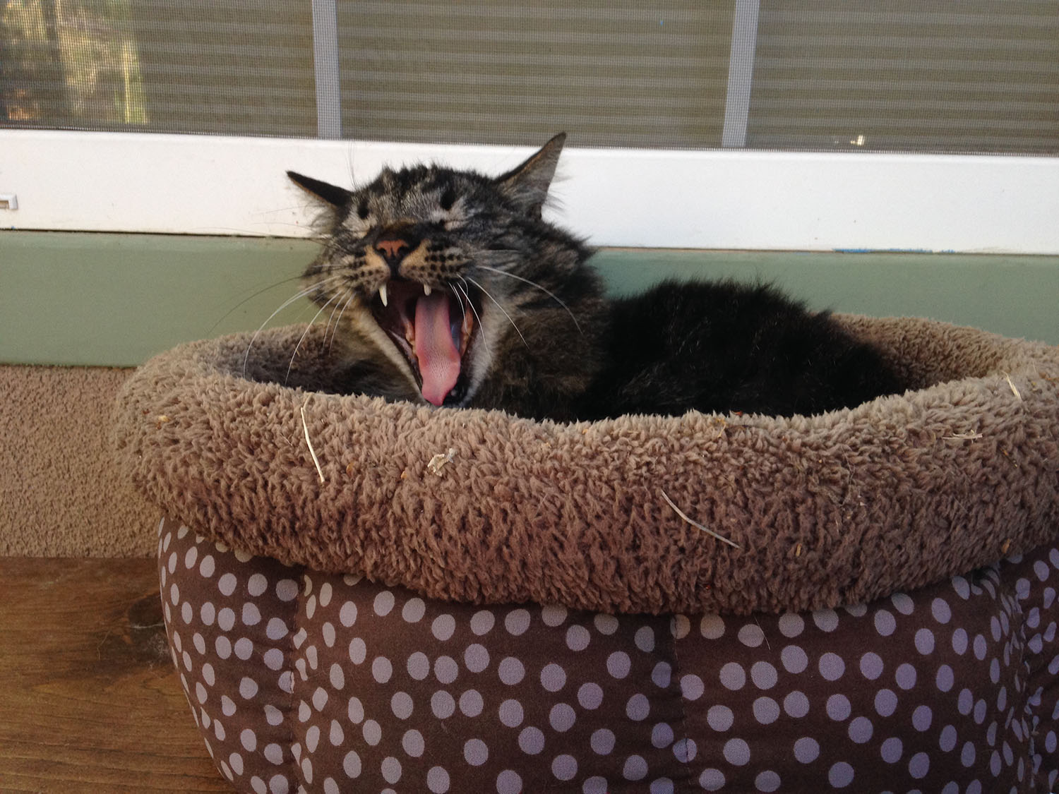 cat-yawning.jpg