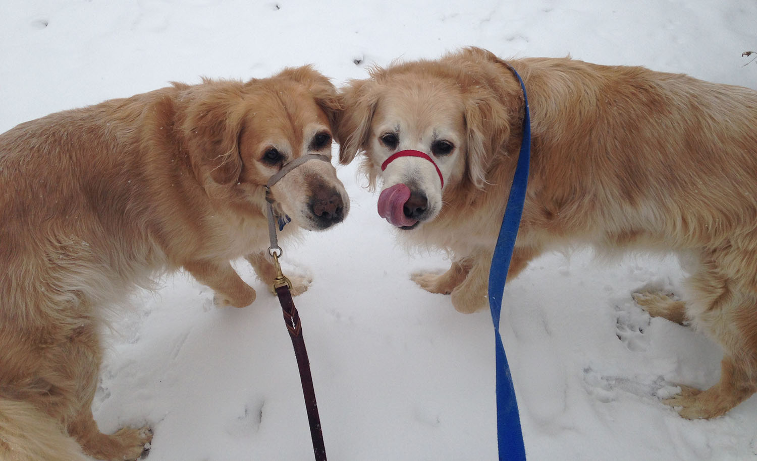 two-golden-retrievers-walking-in-snow.jpg