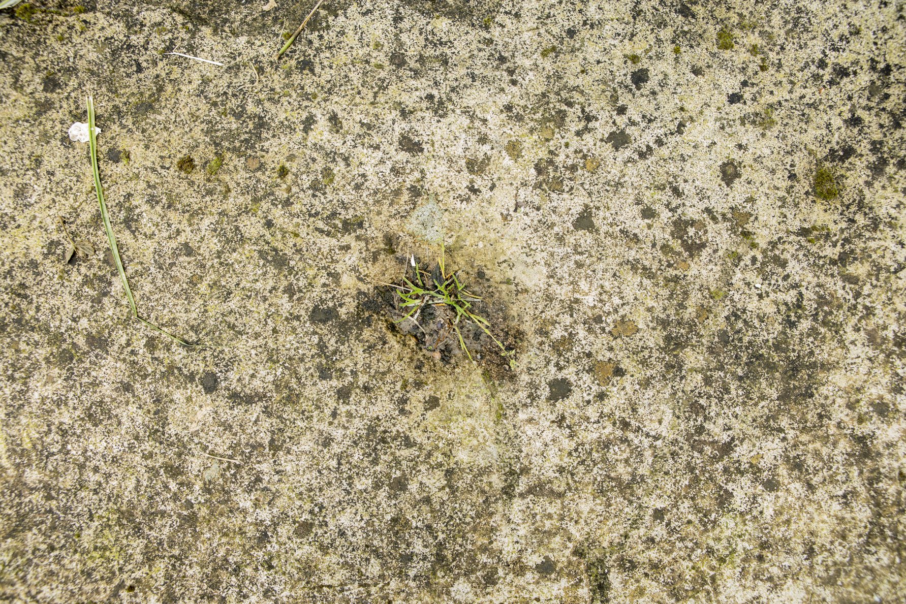 Will to live, 2008.jpg