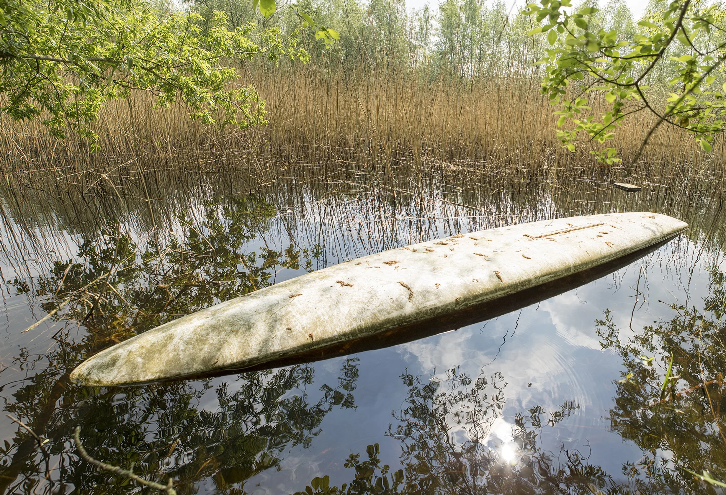 Het rugschild van een inktvis, een surfplank, 2010.jpg