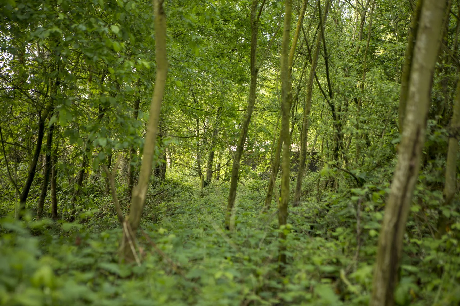 Zonder titel (paaltje in struikgewas), 2005.jpg