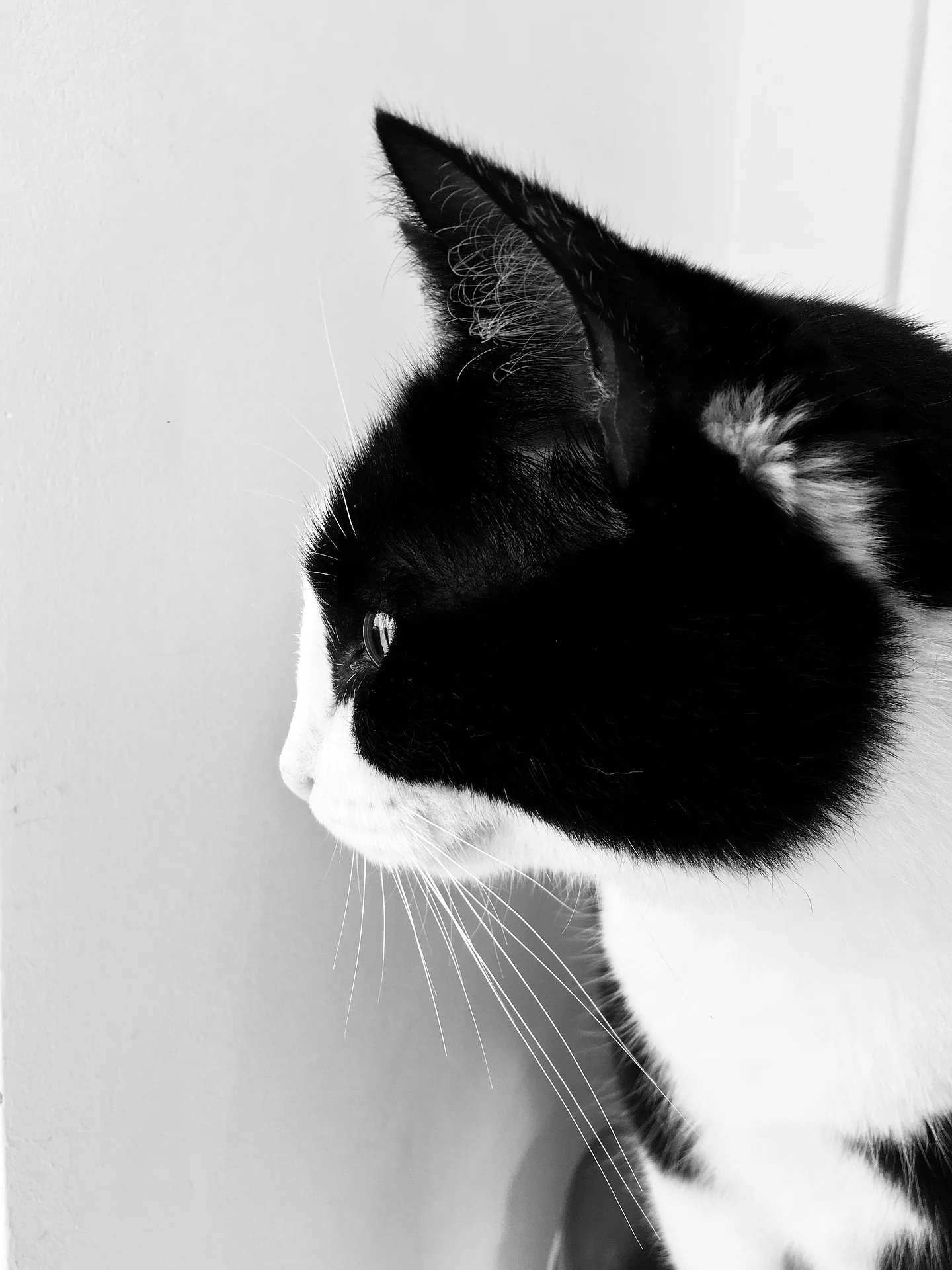 cat-3374409_1920.jpg