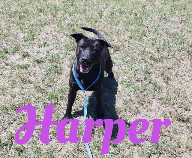 HARPER.jpeg