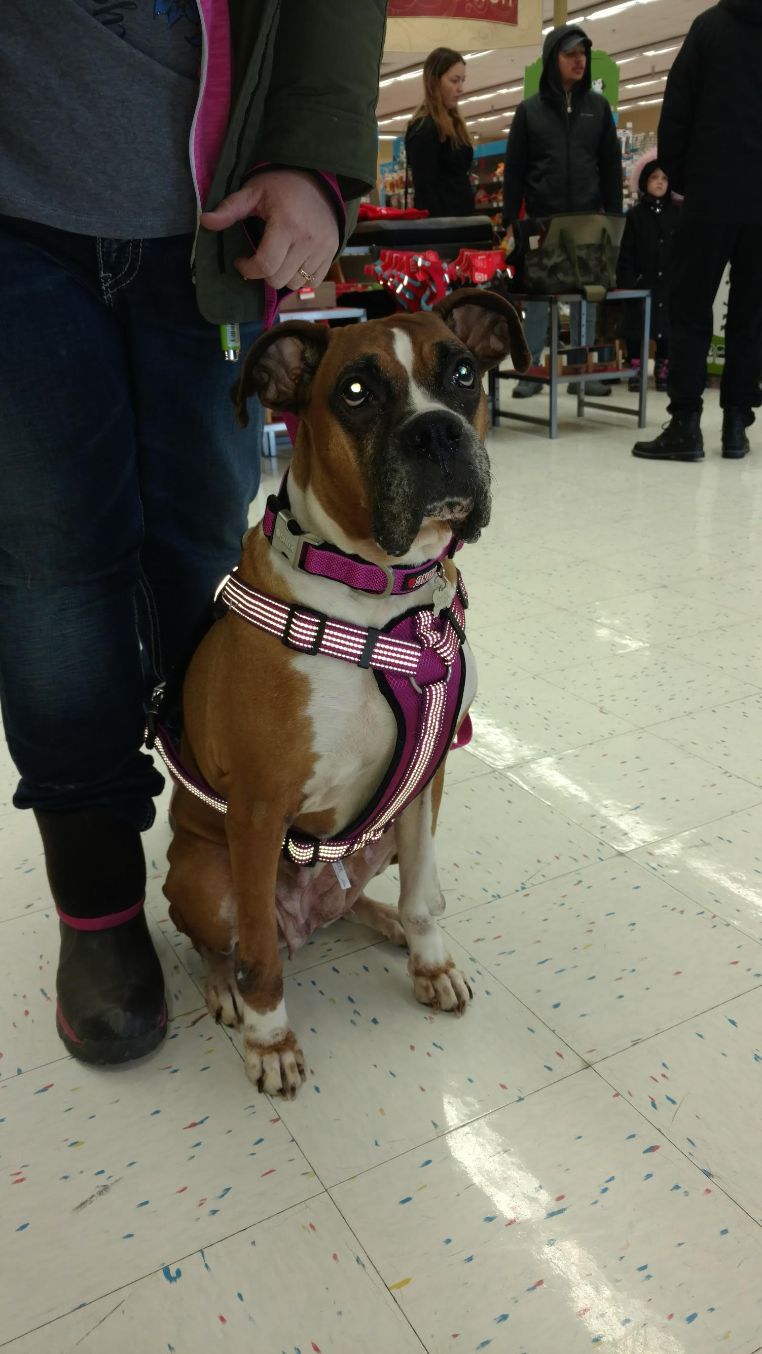 petco1.jpg