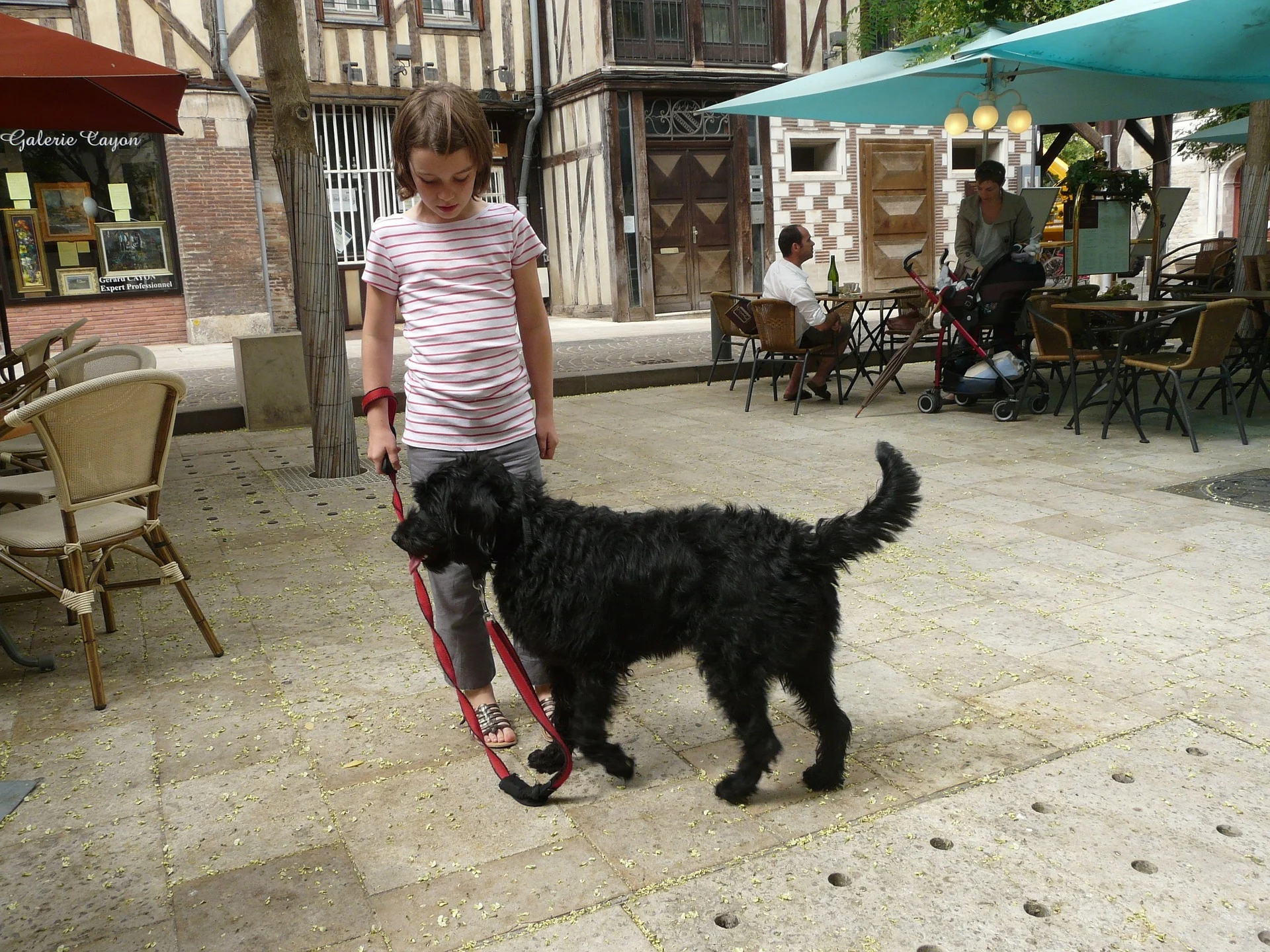 dog-363904_1920.jpg
