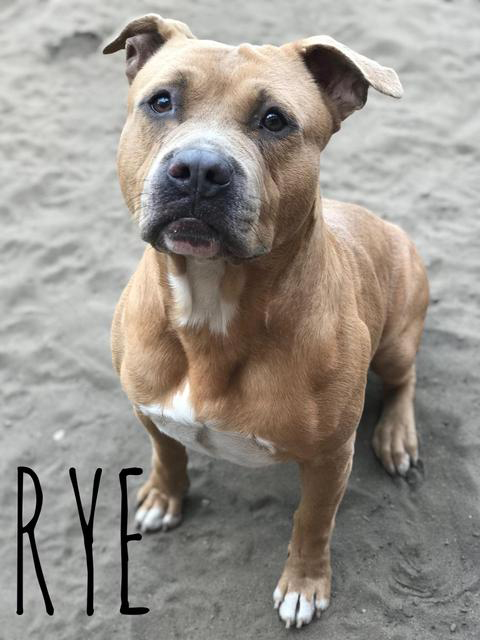 rye.jpeg