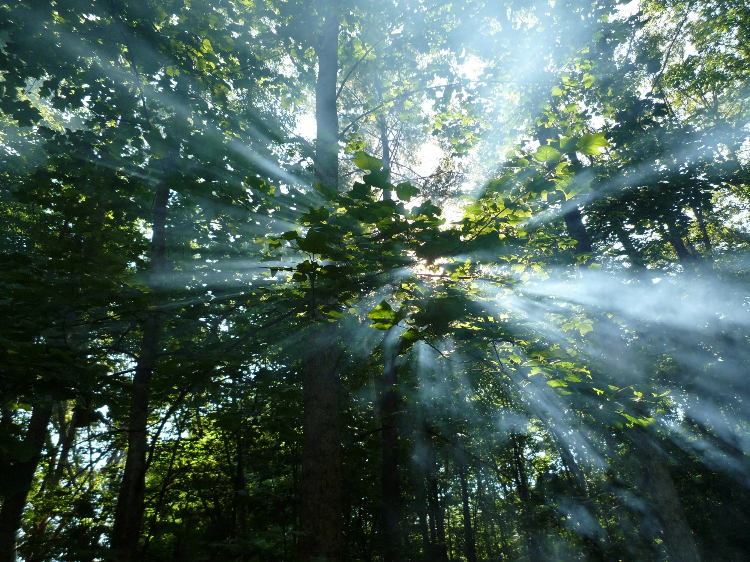 Prayers for the 23rd Sunday after Pentecost (November 16th, 2014)