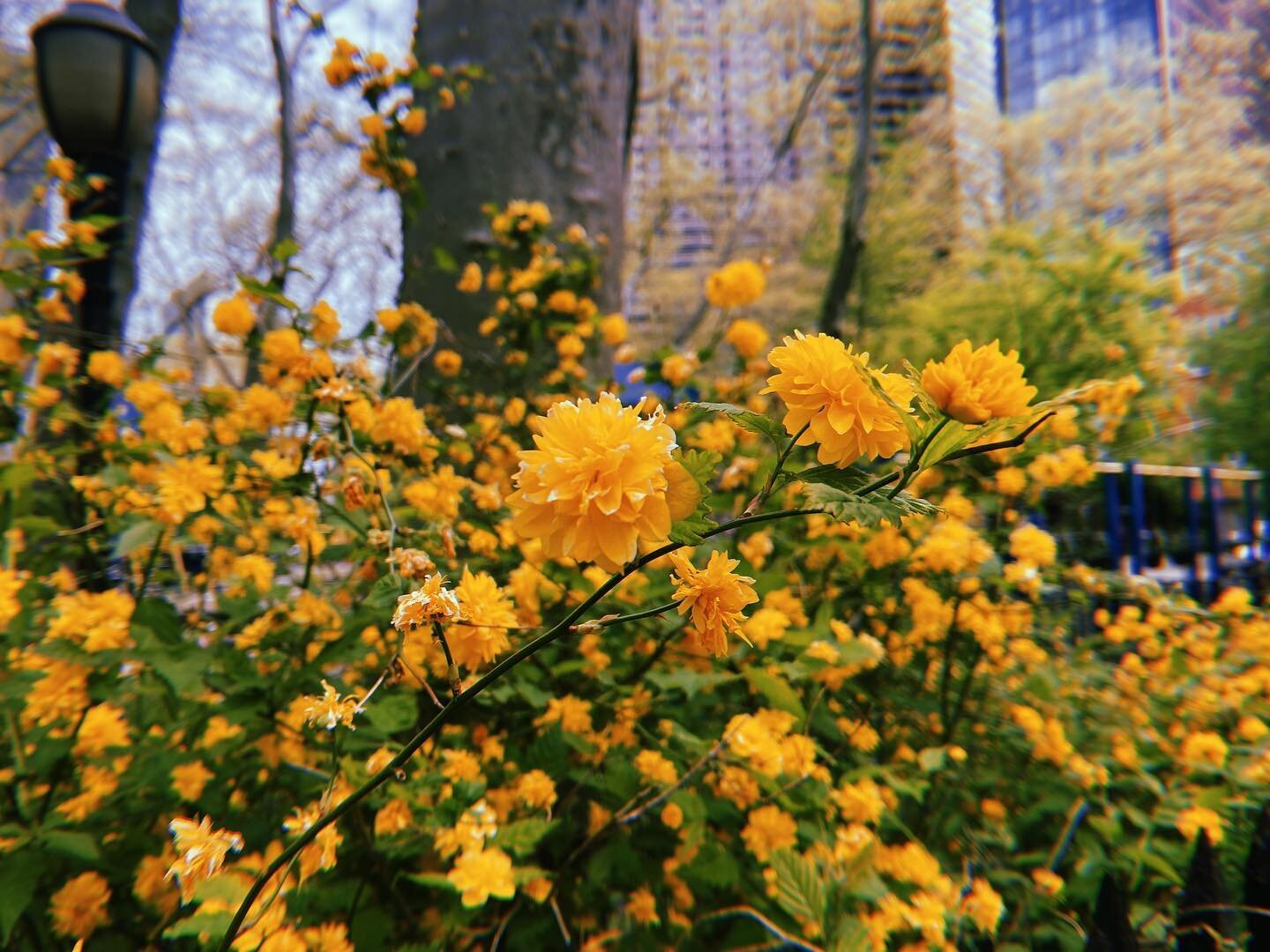🦋