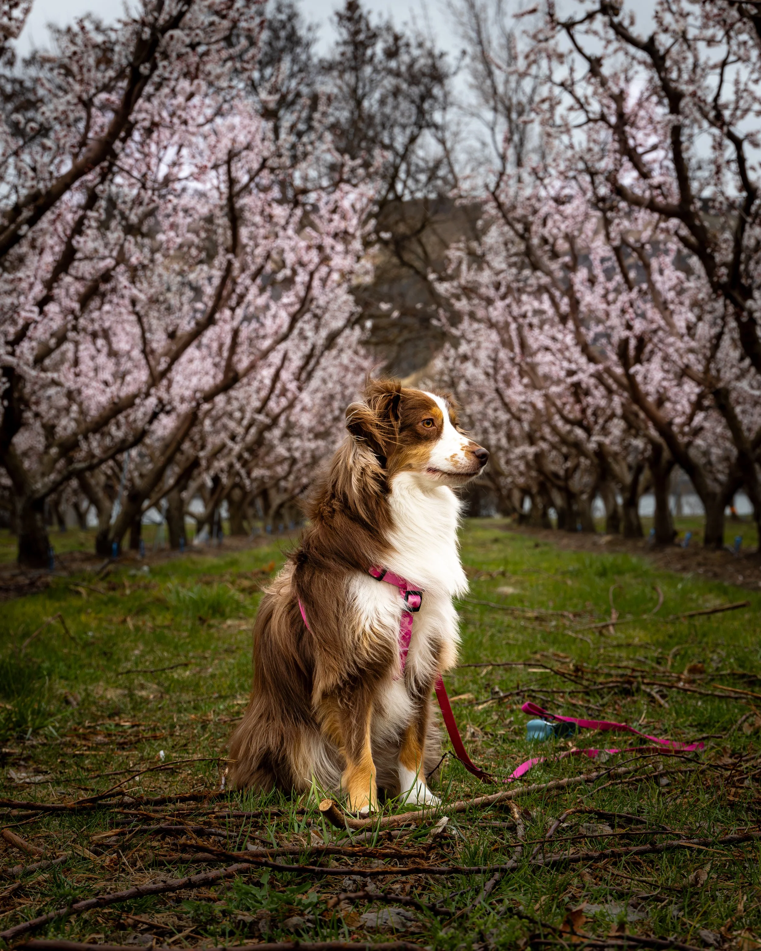 Kina cherry Grove.jpg