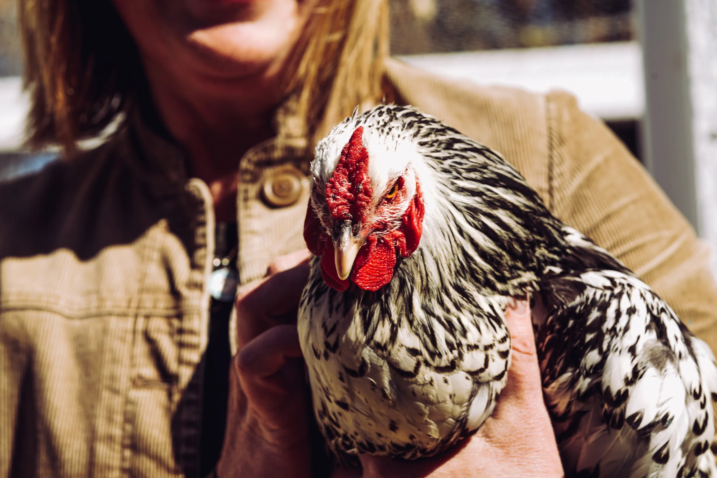 Backyard Chicken Cheerleaders 