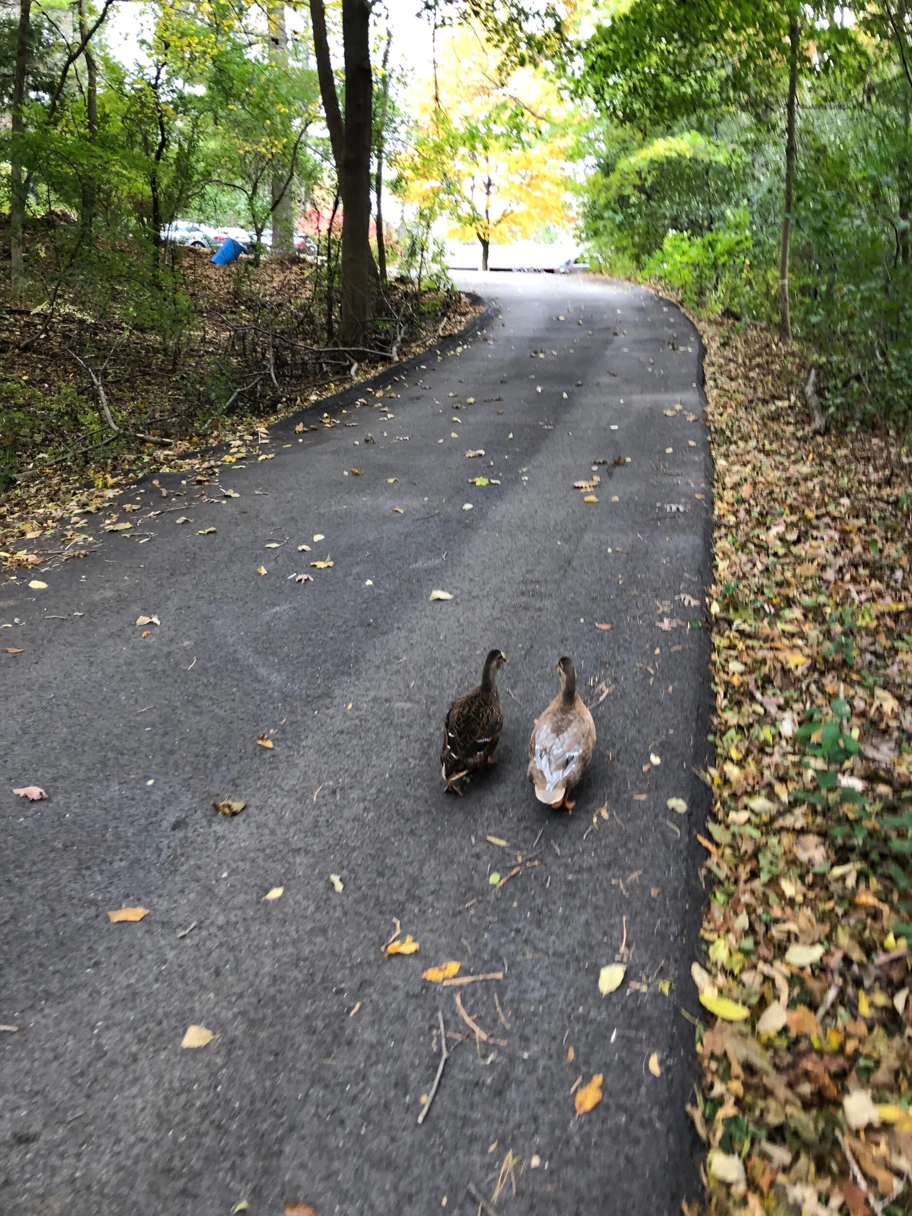 If you love a duck…