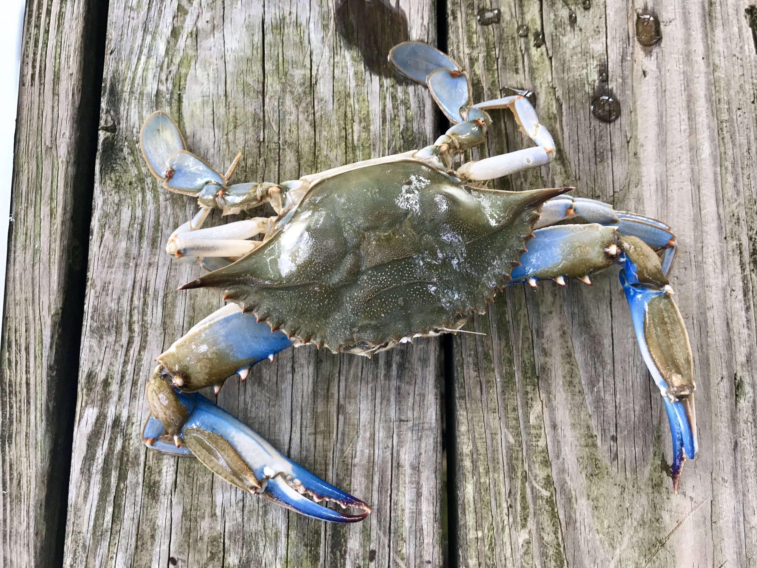 Steamed Maryland Blue Crabs — The Bell House
