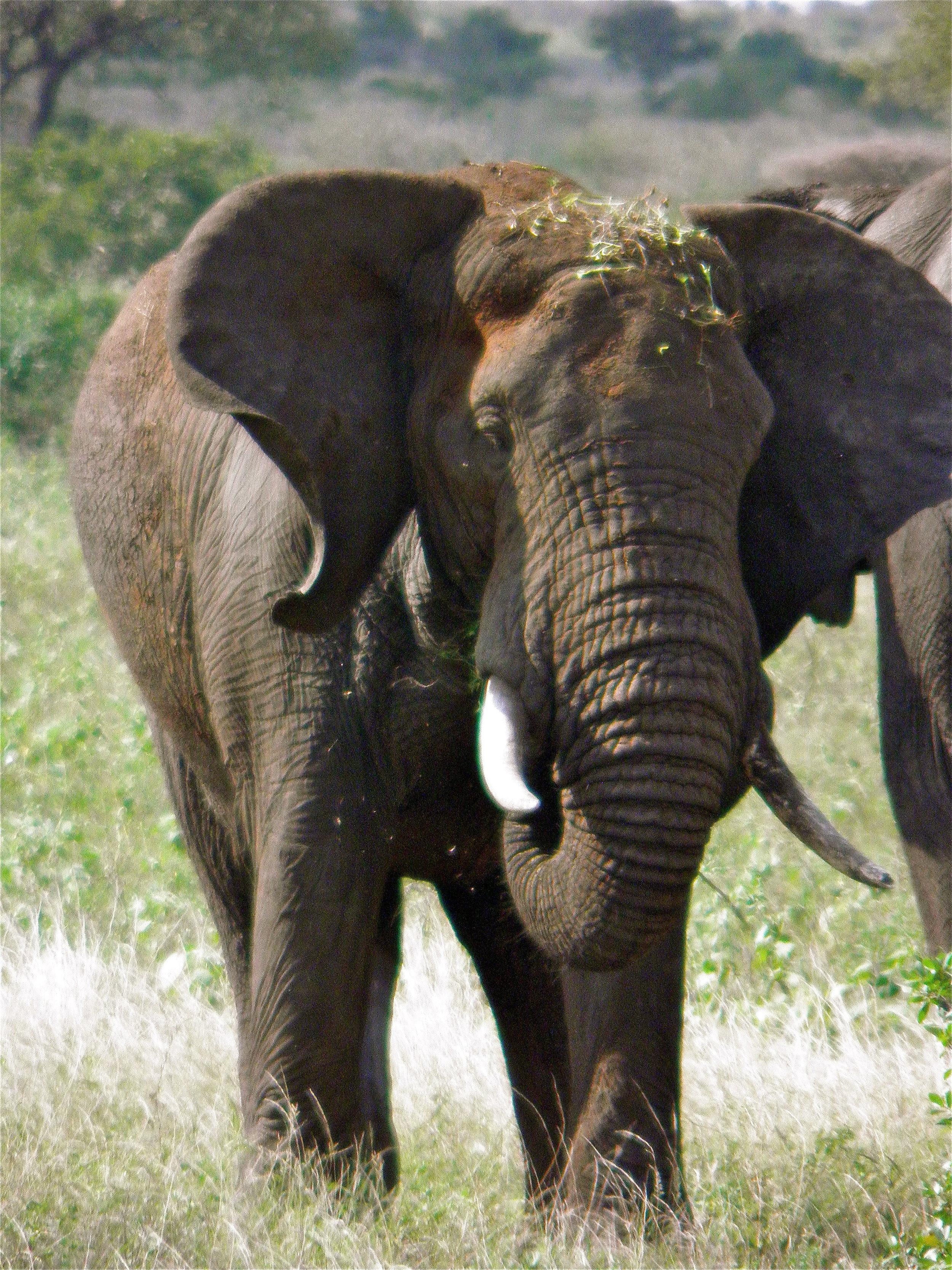 Kruger National Park