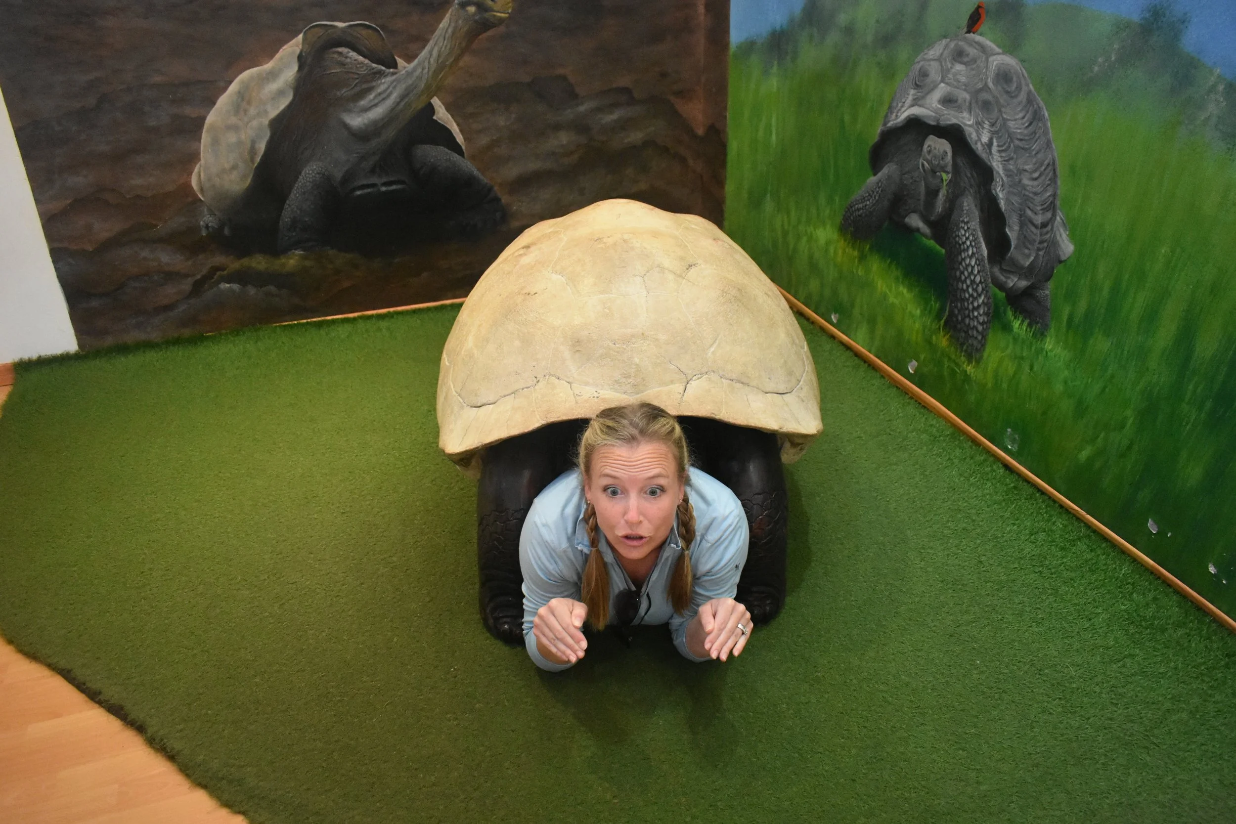 Galapagos Turtle.JPG