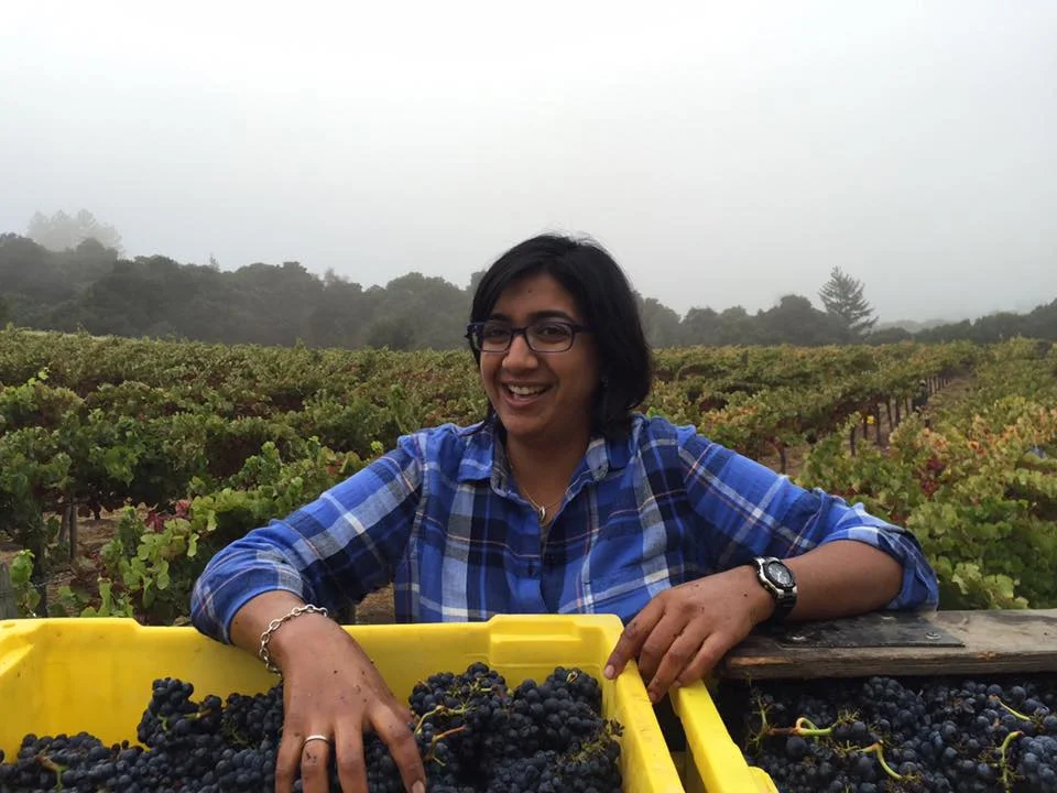 Shalini overseeing the 2016 harvest at the Neely's Spring Ridge Vineyard (Santa Cruz Mountains AVA).