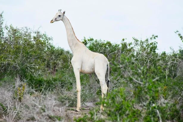 Giraffe white jubgle.png