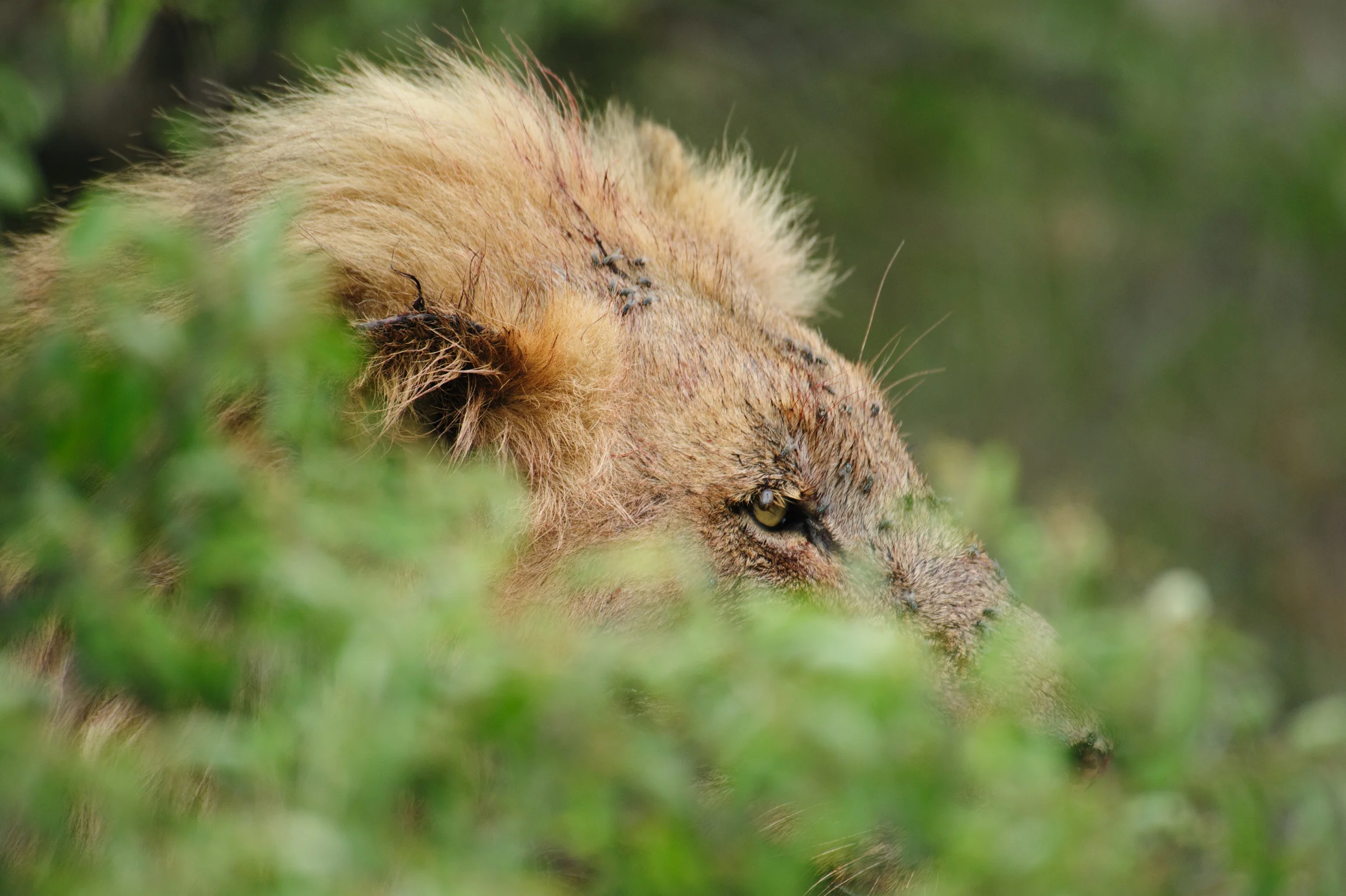 RSACVS2012-4236.jpg