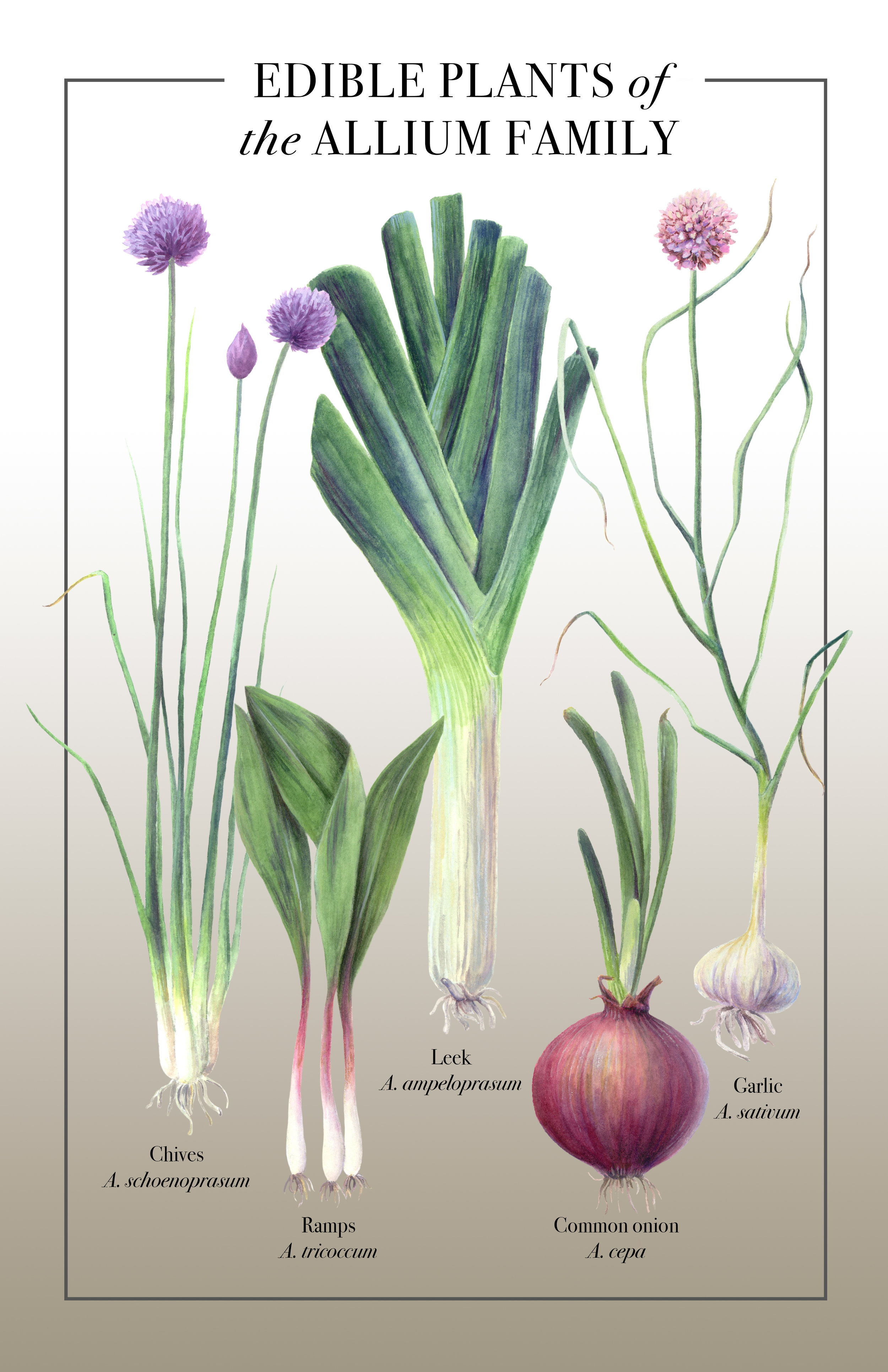 Edible Alliums