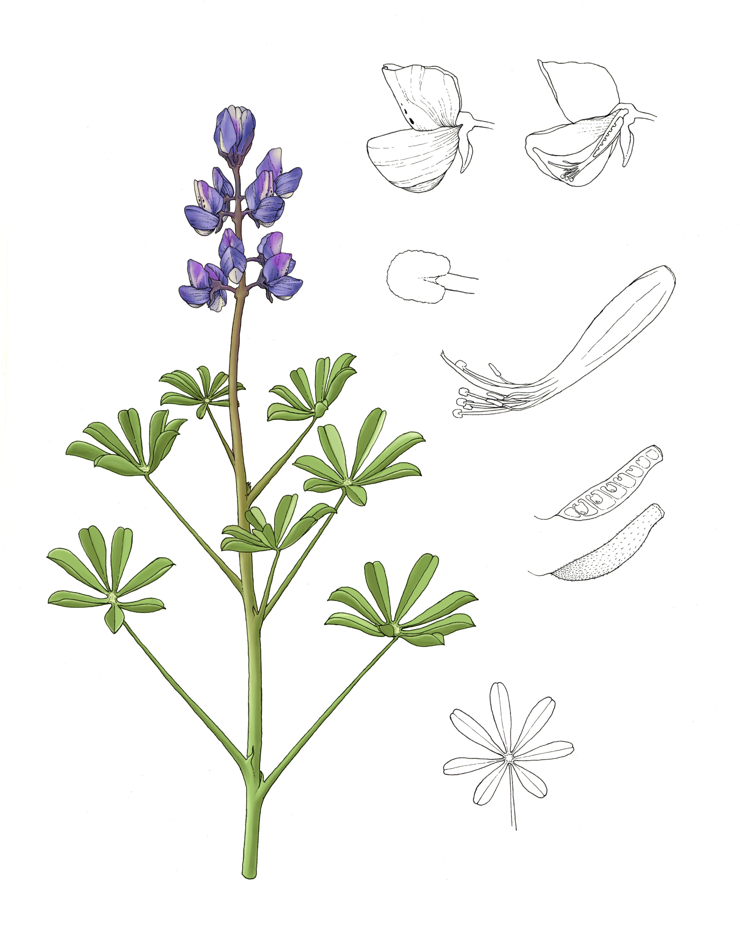 Arroyo Lupine