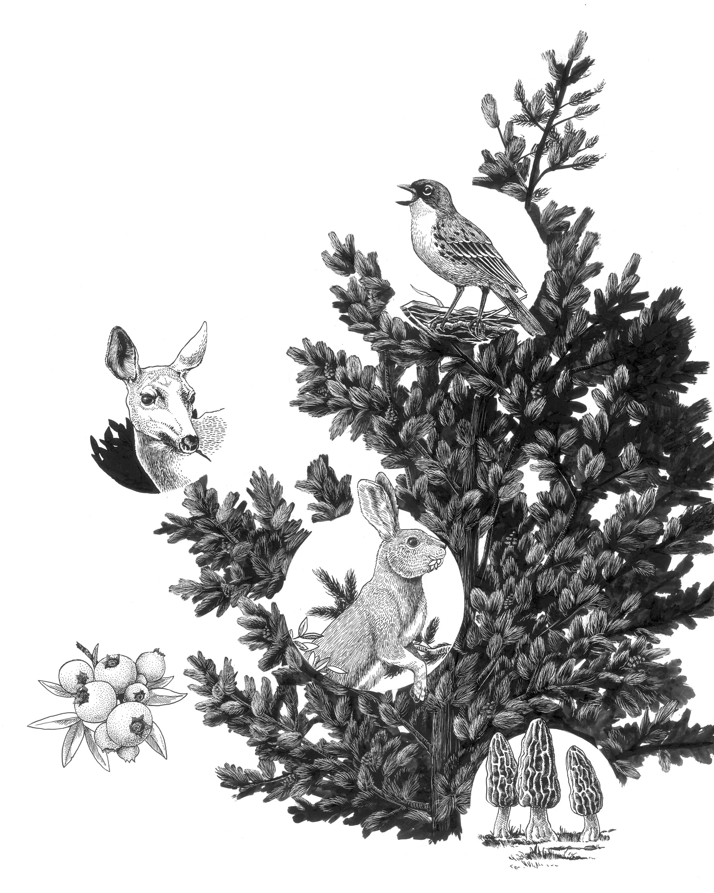 Who Lives in the Jack Pine?