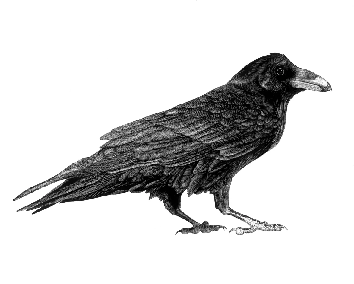 Common Raven