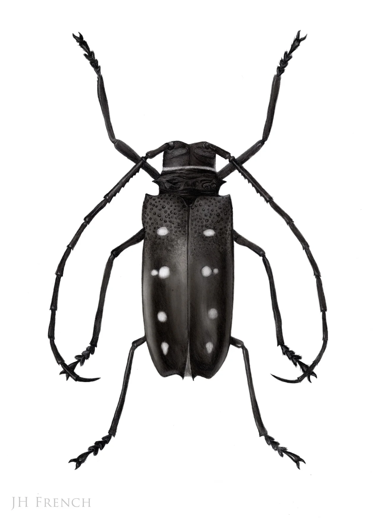 Flat-faced Longhorn Beetle