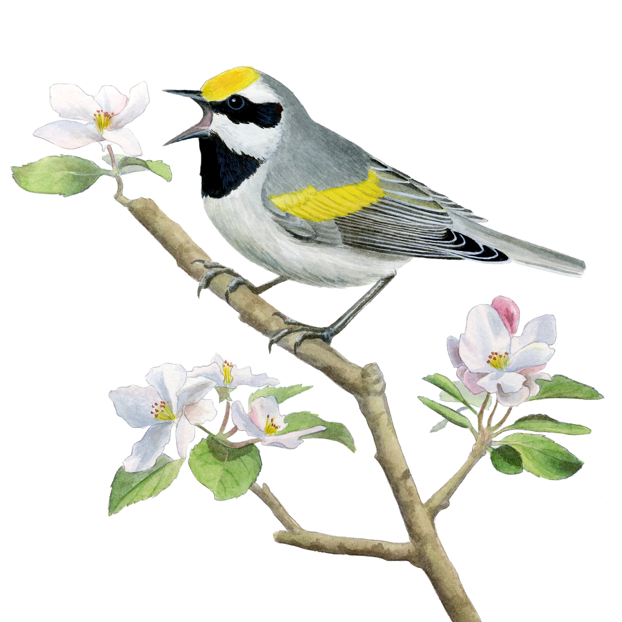 Golden-winged Warbler