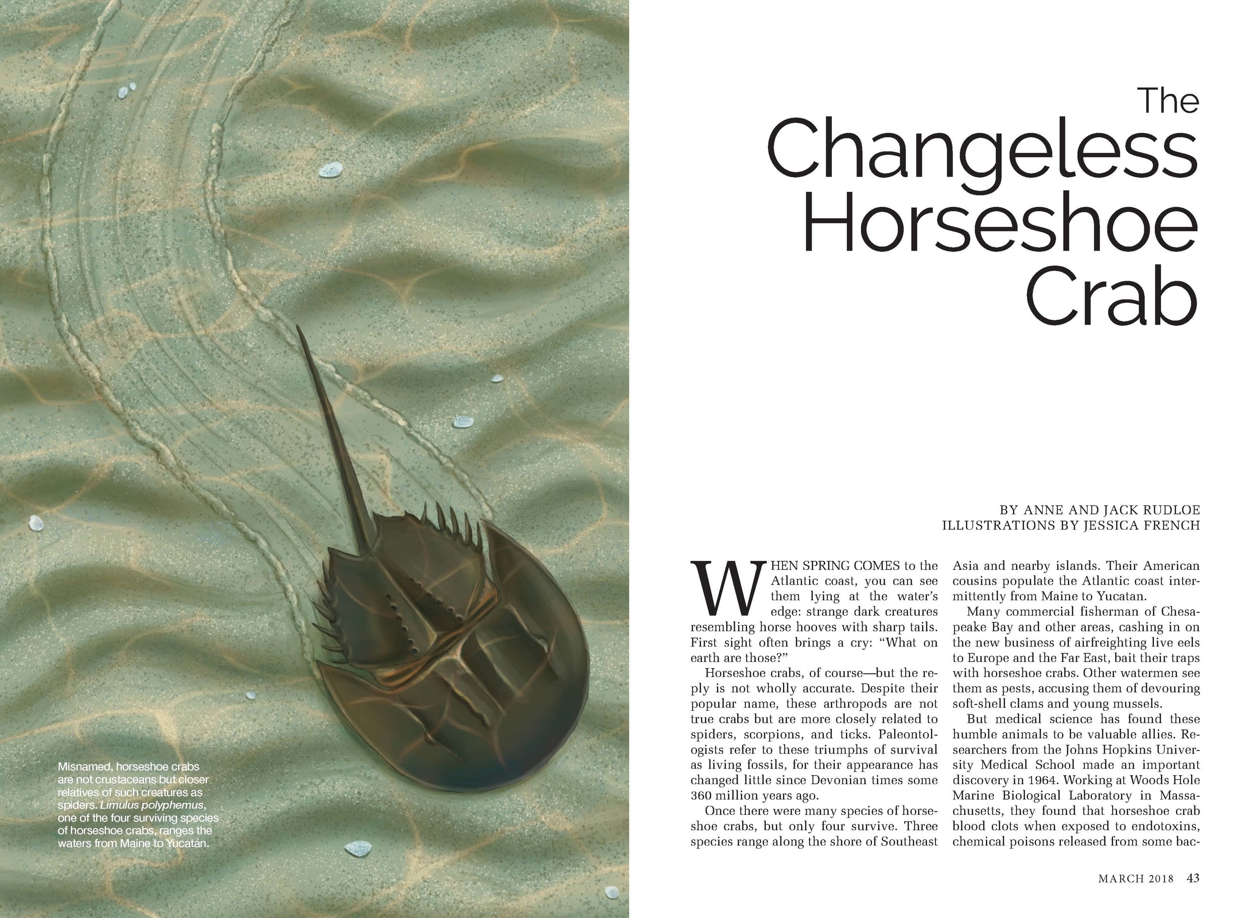 The Changeless Horseshoe Crab