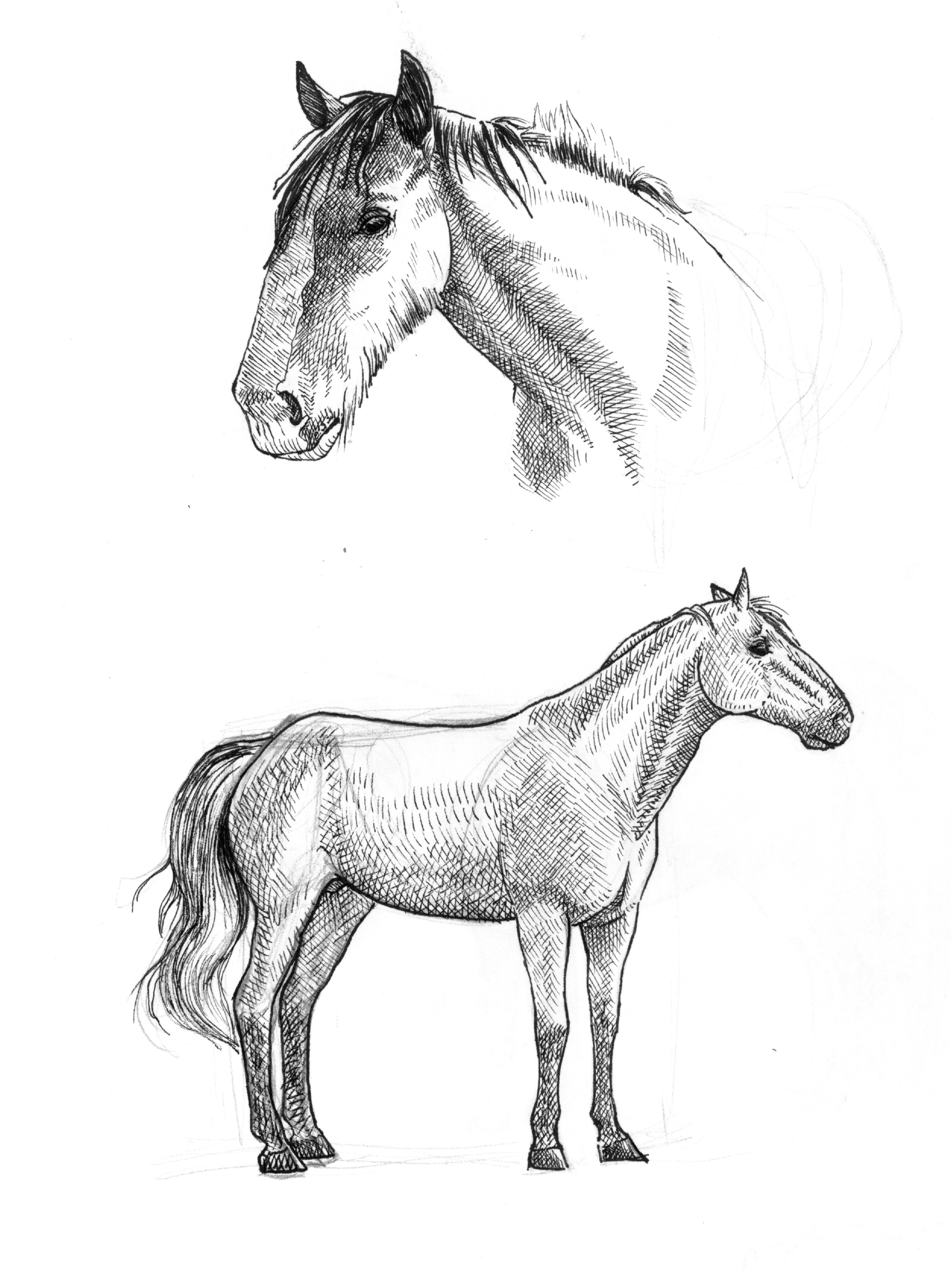 horsesketches.jpg