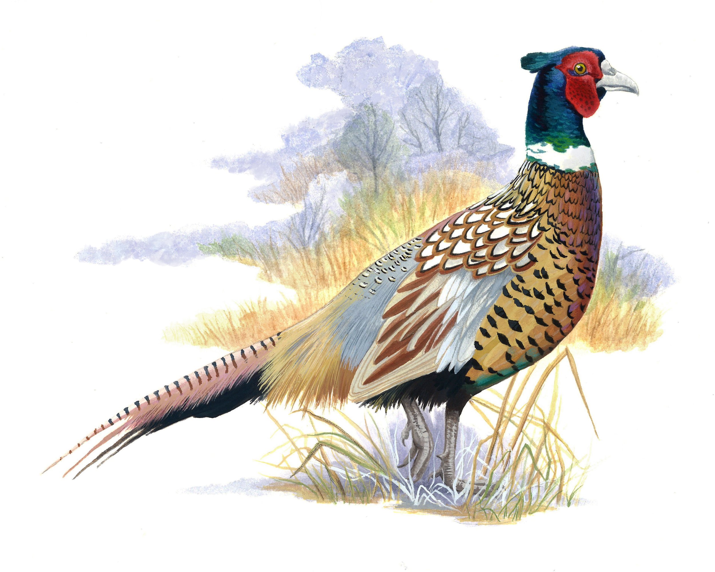 Ring-necked-Pheasant2.jpg