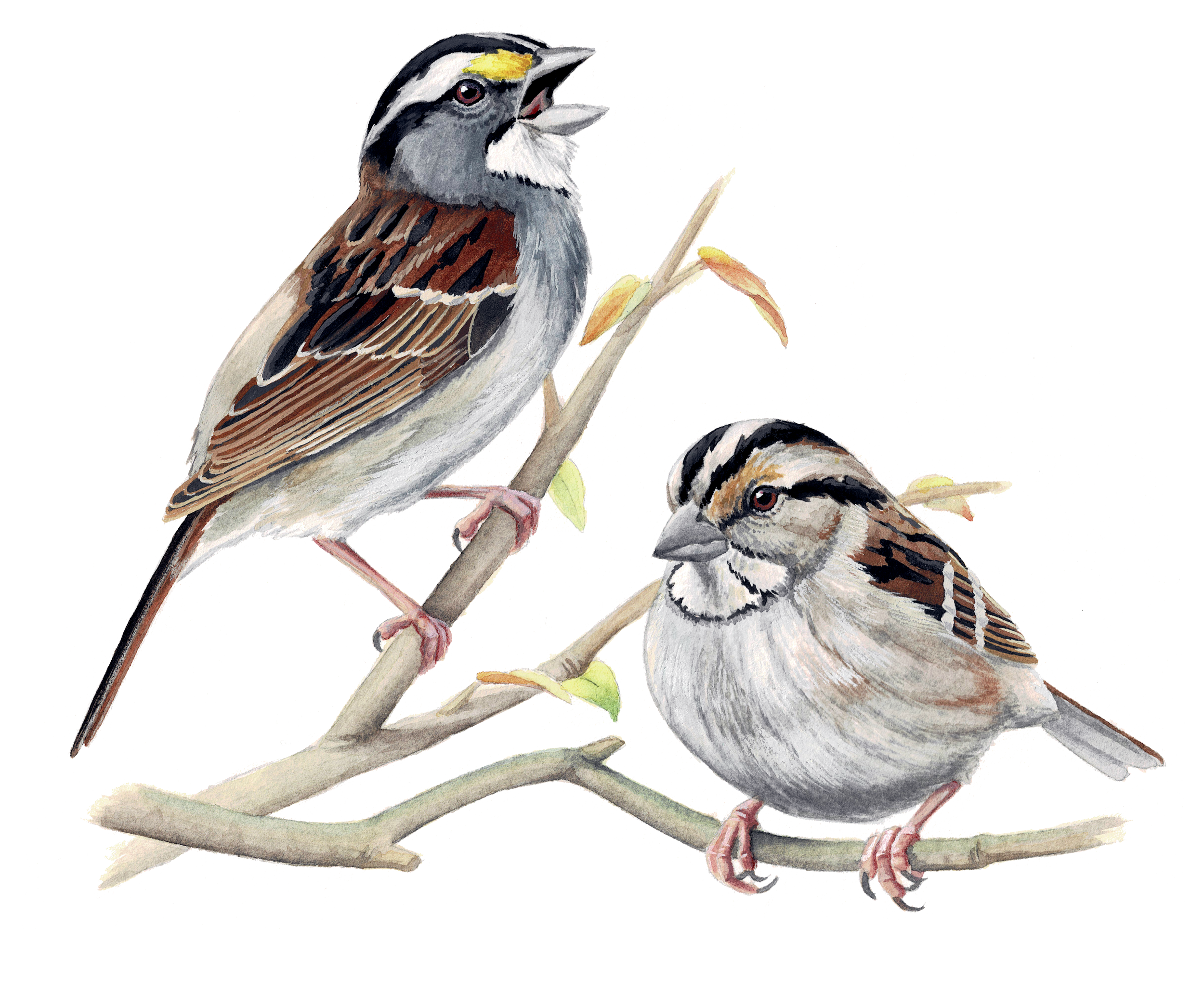 White-throated Sparrows