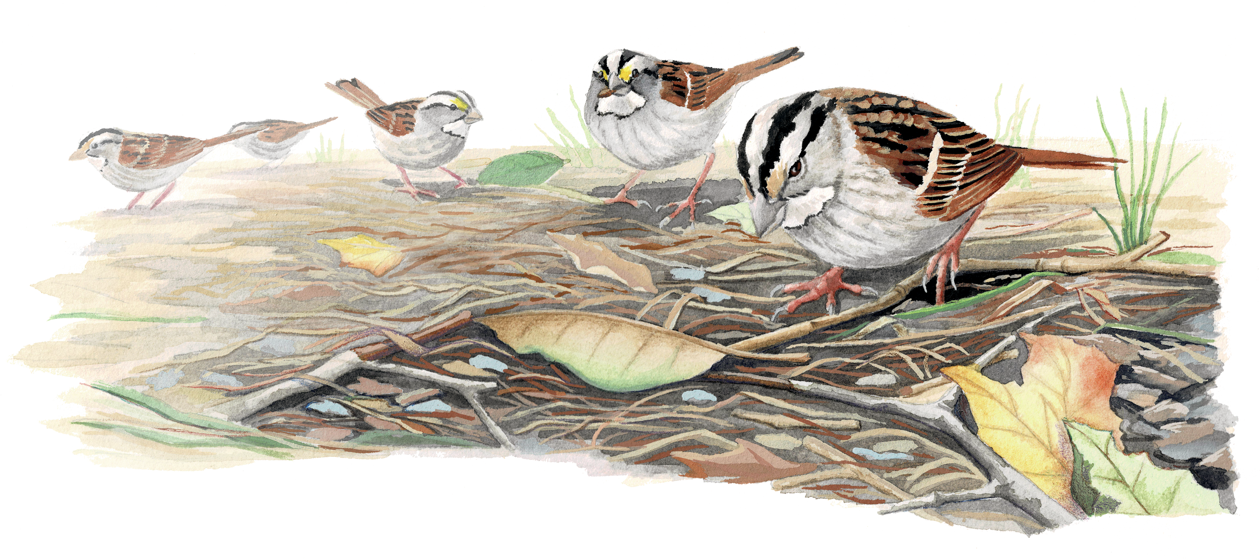 White-throated Sparrows Foraging