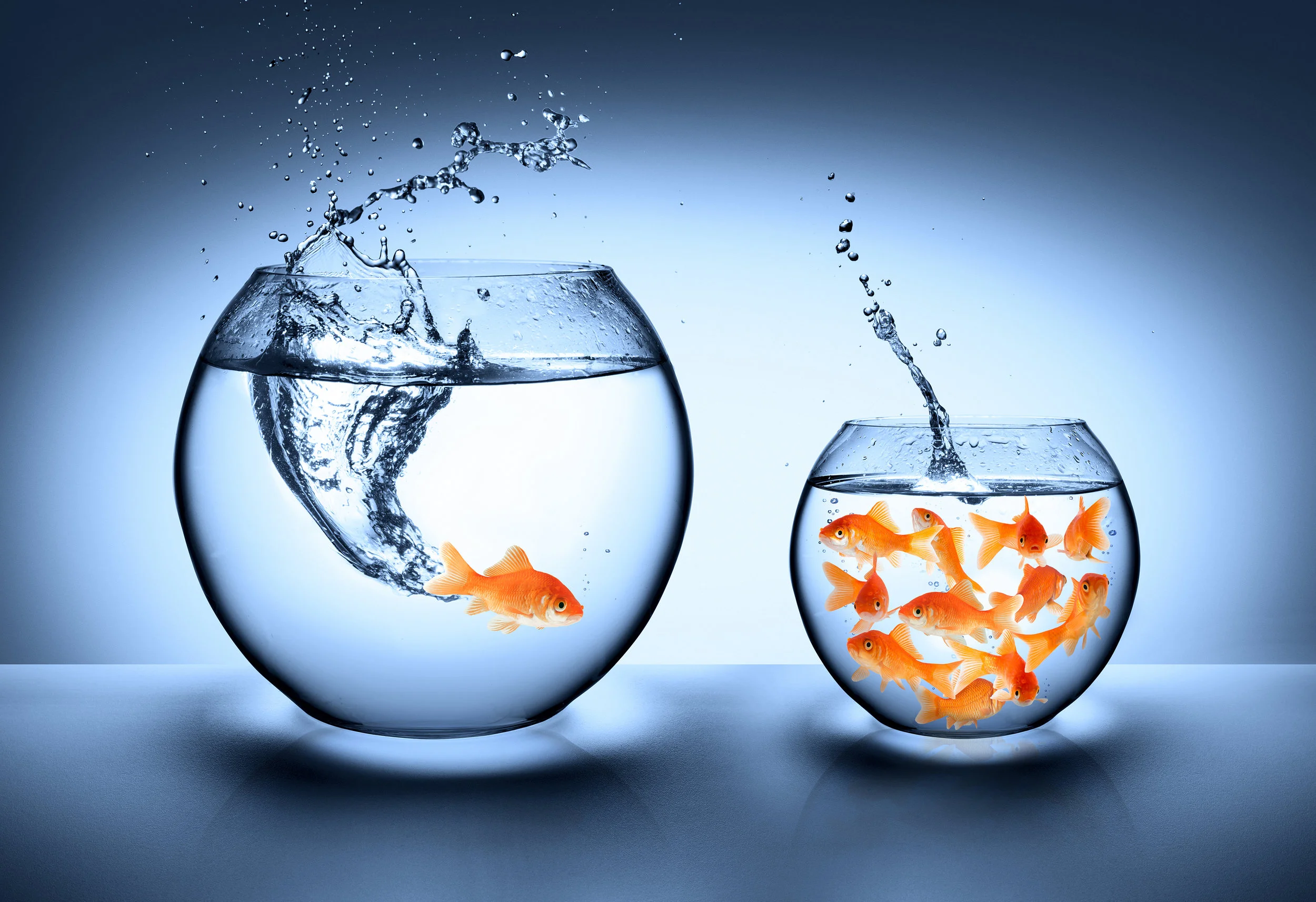 Fish.jpg