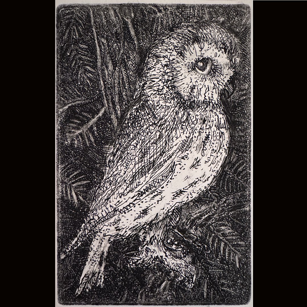 Northern Saw-whet-detail.jpg