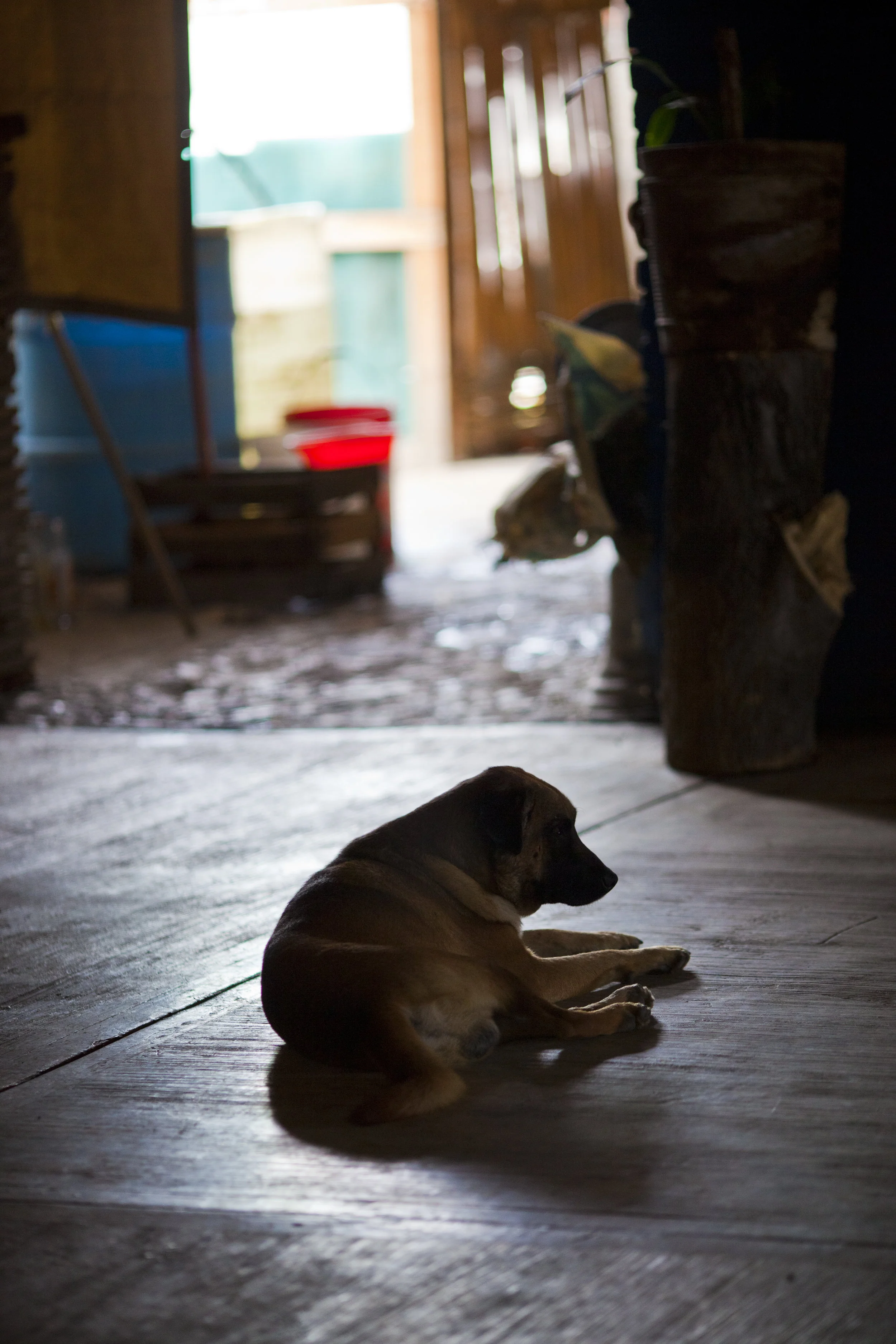 distillery dog.jpg