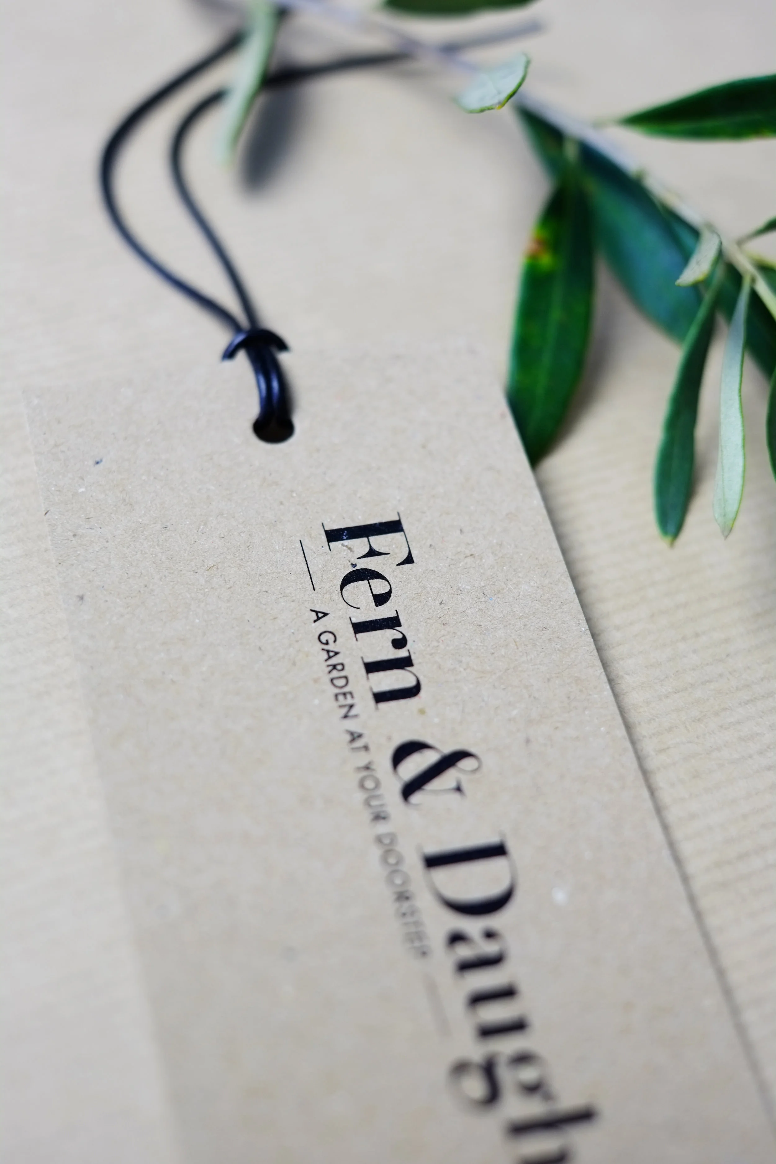 FERN &amp; DAUGHTERS, branding and web design