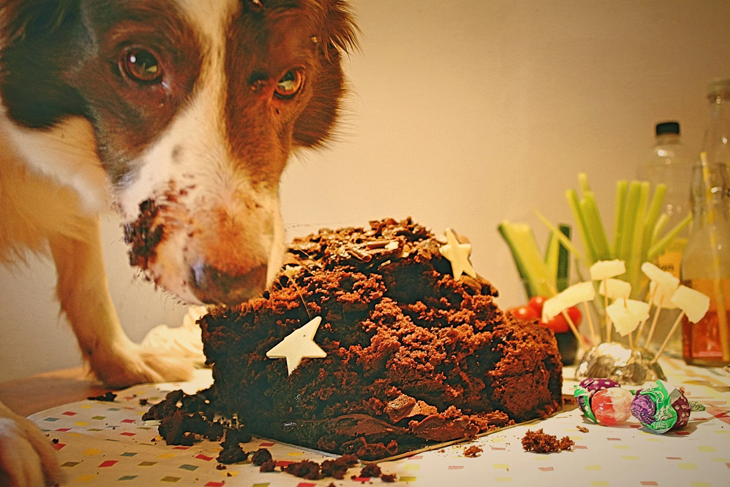 Epic Fail - Credit No Dogs Ate Chocolate Making This.jpg