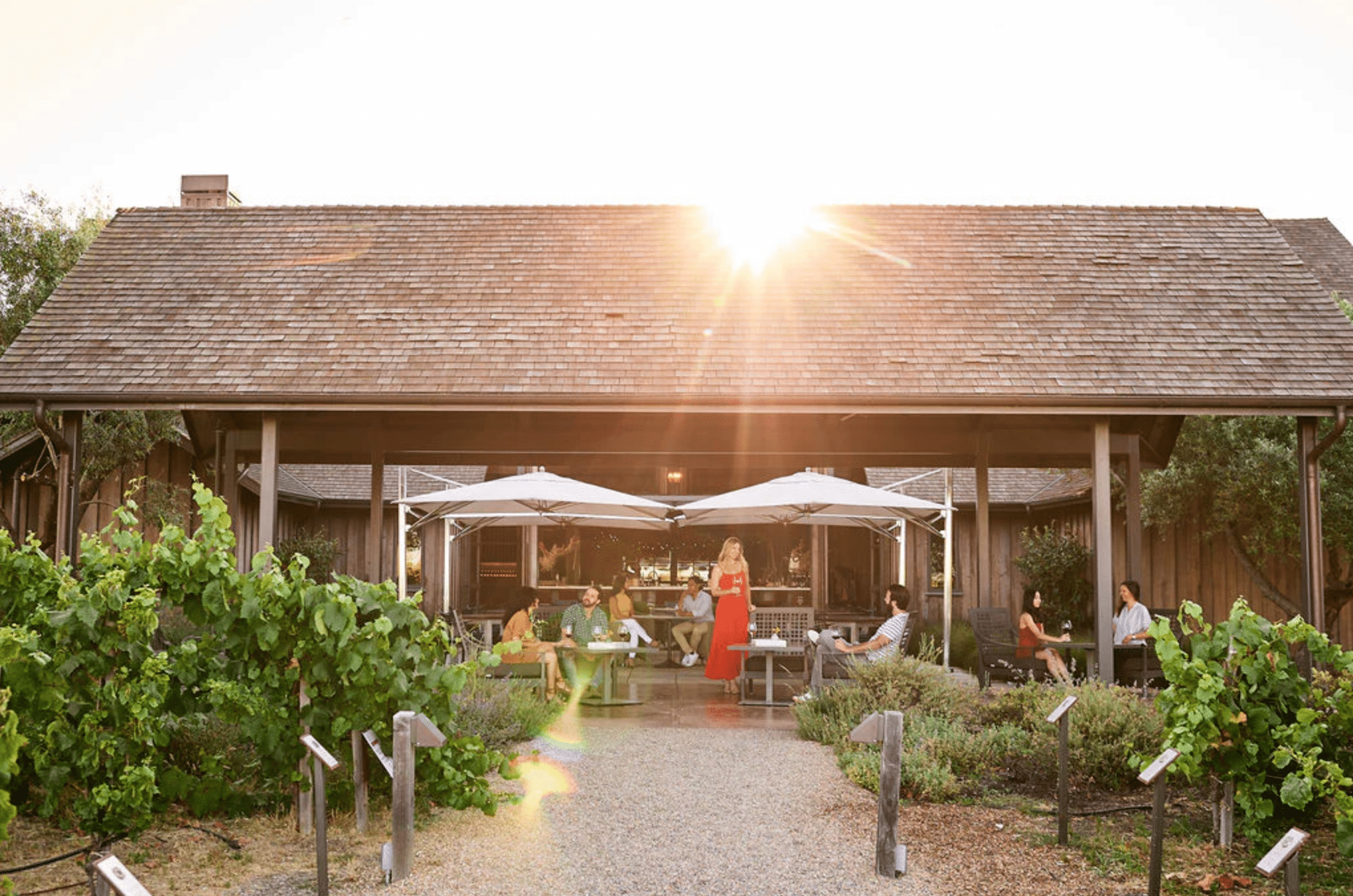 Rams_Gate_vineyard.webp