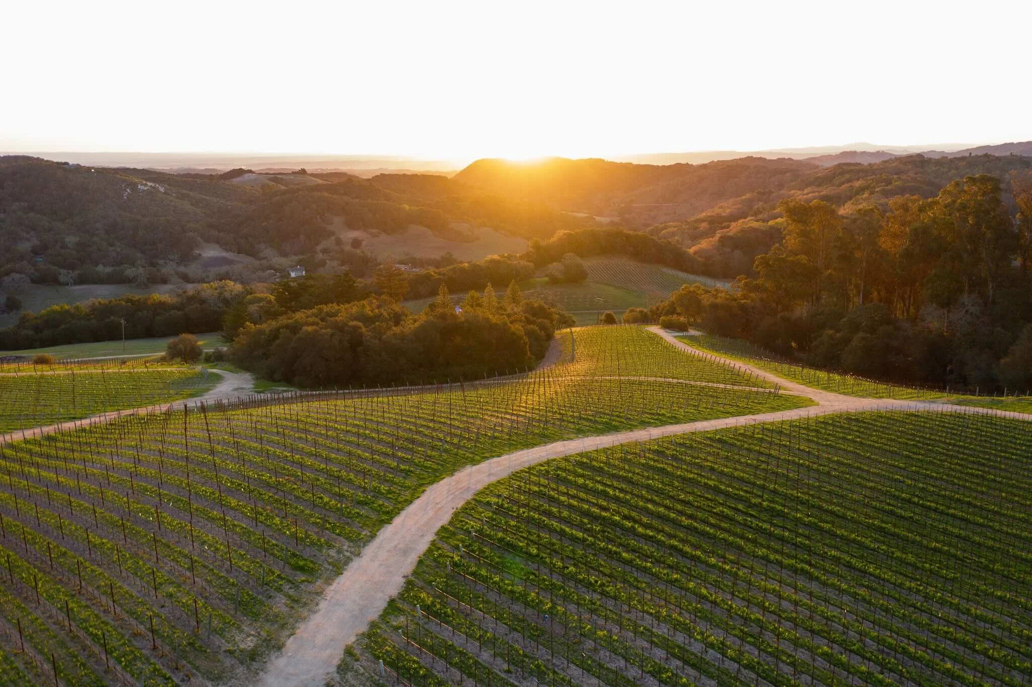 Epoch_York Mountain Vineyard.jpeg