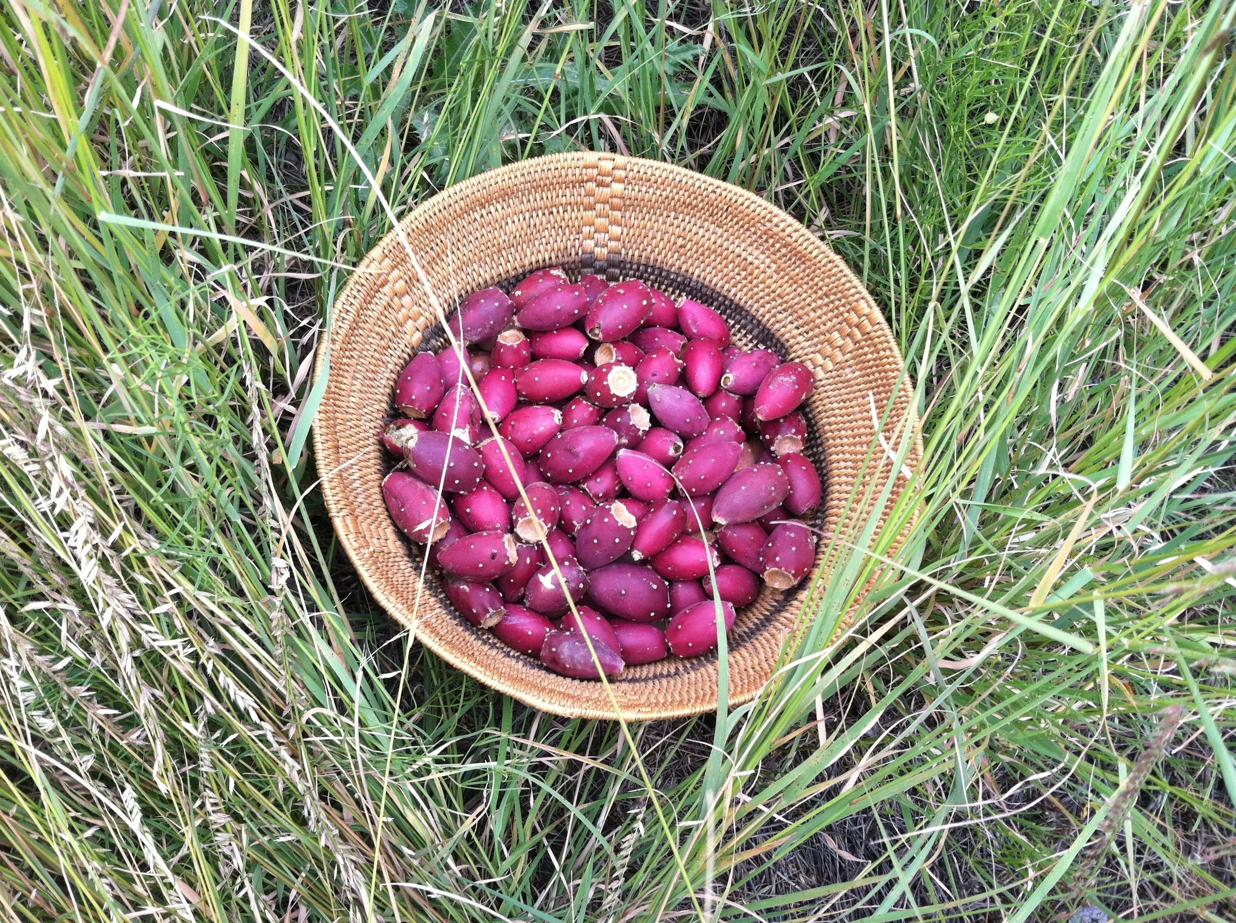 Beans in basket in grass.JPG