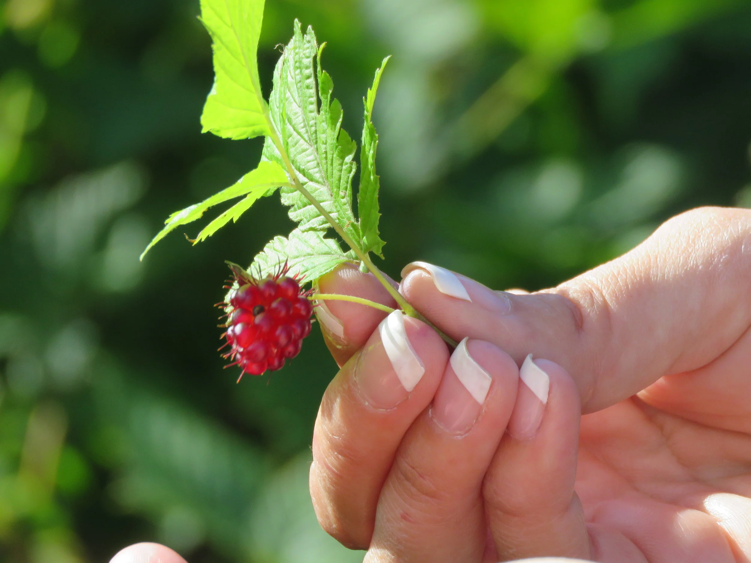 A-CU hand holding berry.jpg