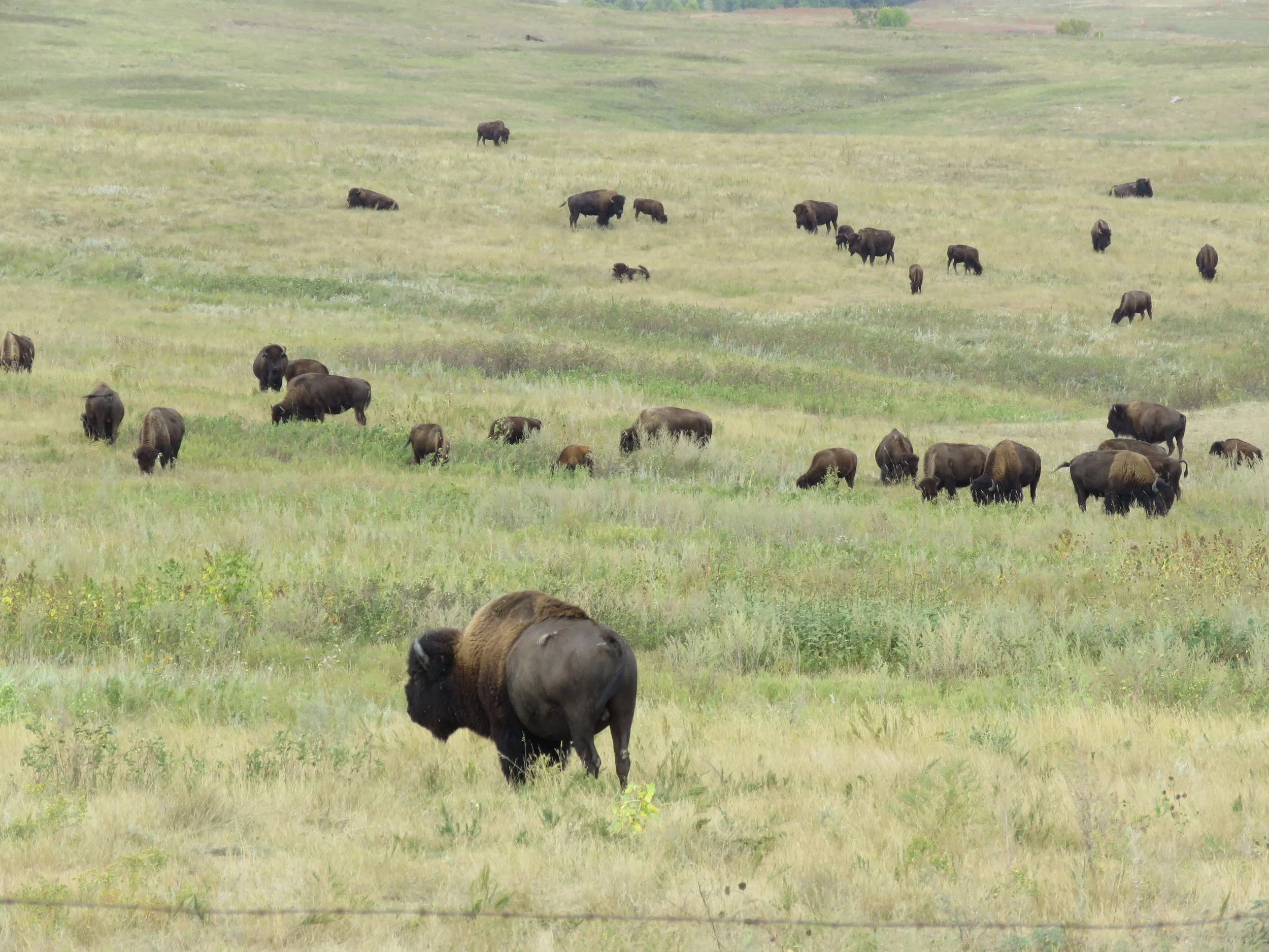 D-buffalo in field.jpg
