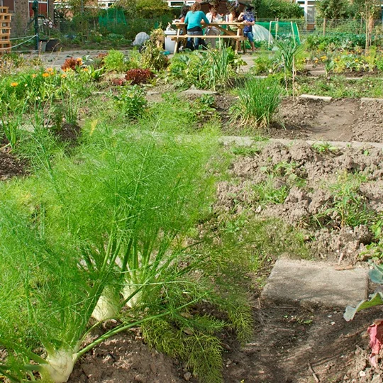 Garden.png