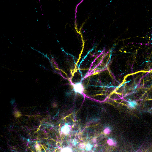 mouse-cortex-live_neurons2.jpg