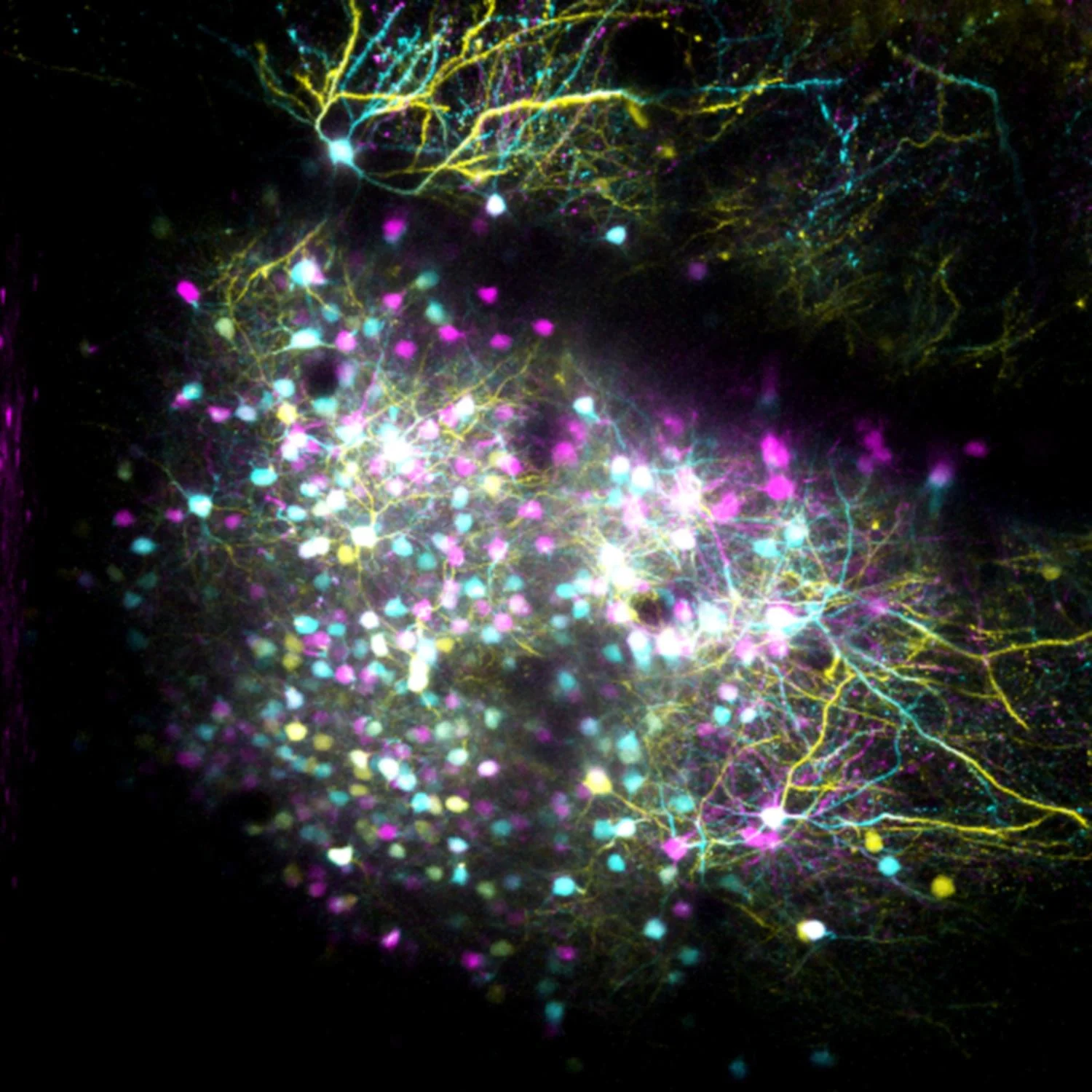 mouse-cortex-live_neurons1.jpg